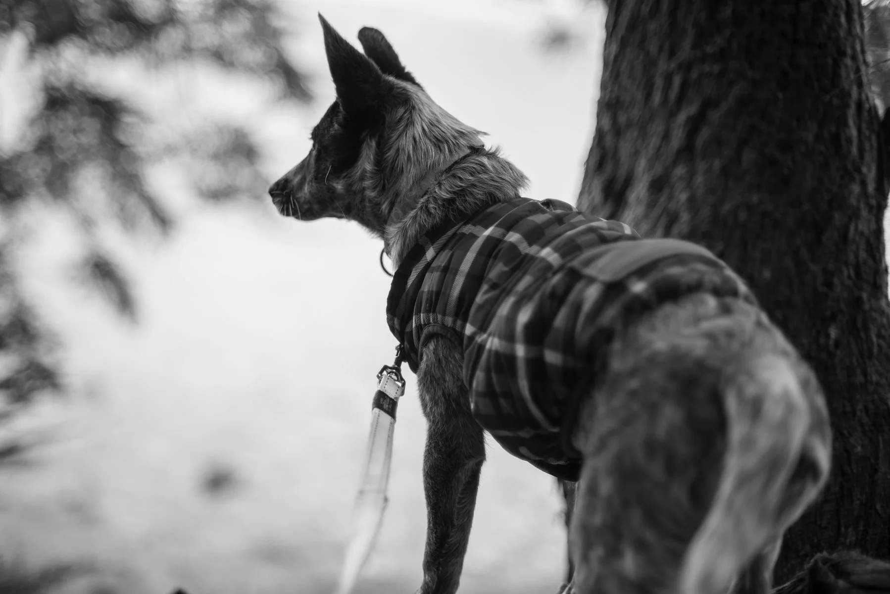 Blue Heeler puppy wearing a tartan puffy jacket looking away in a treed setting.