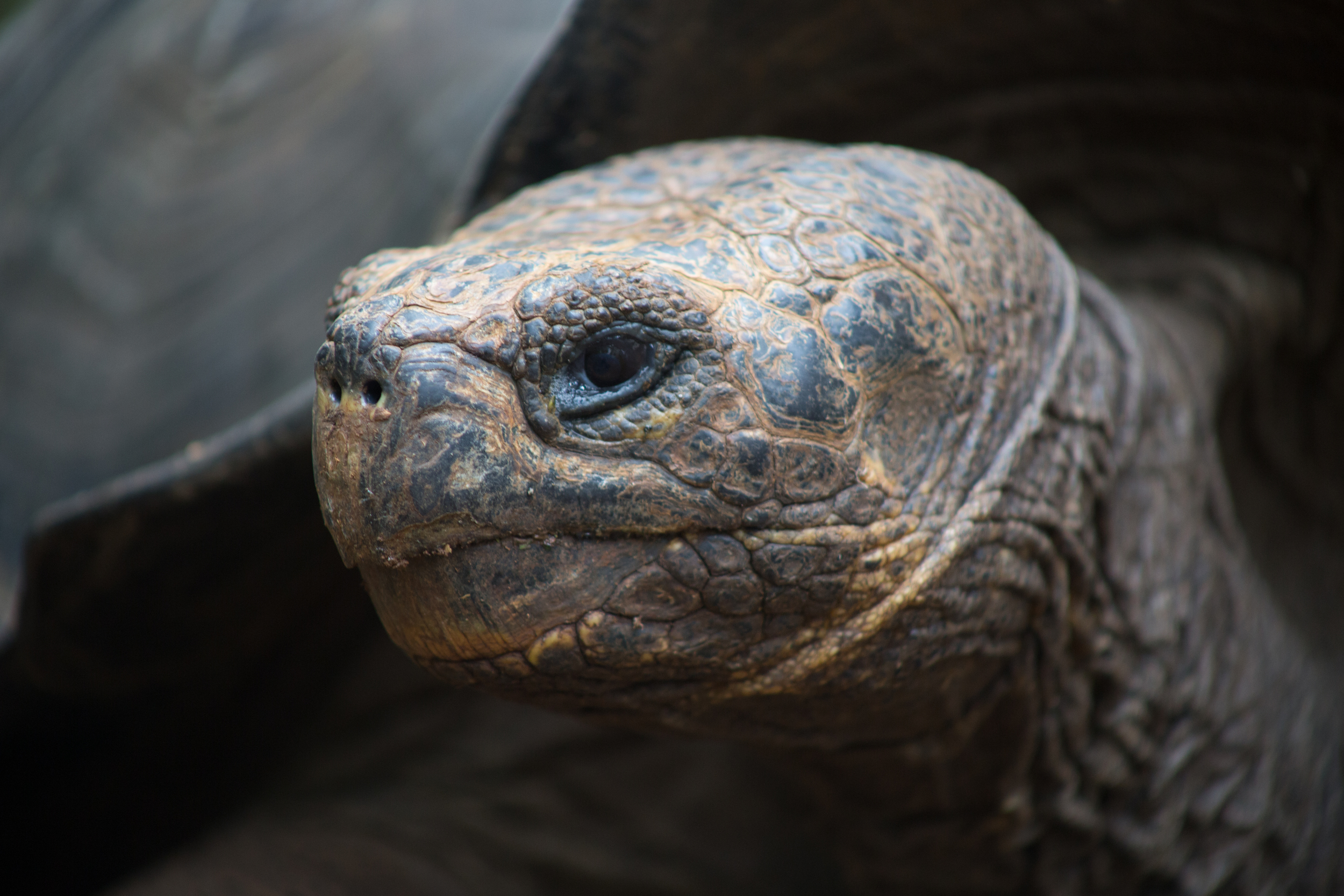 Picture 15- Giant Tortoise Face.jpg