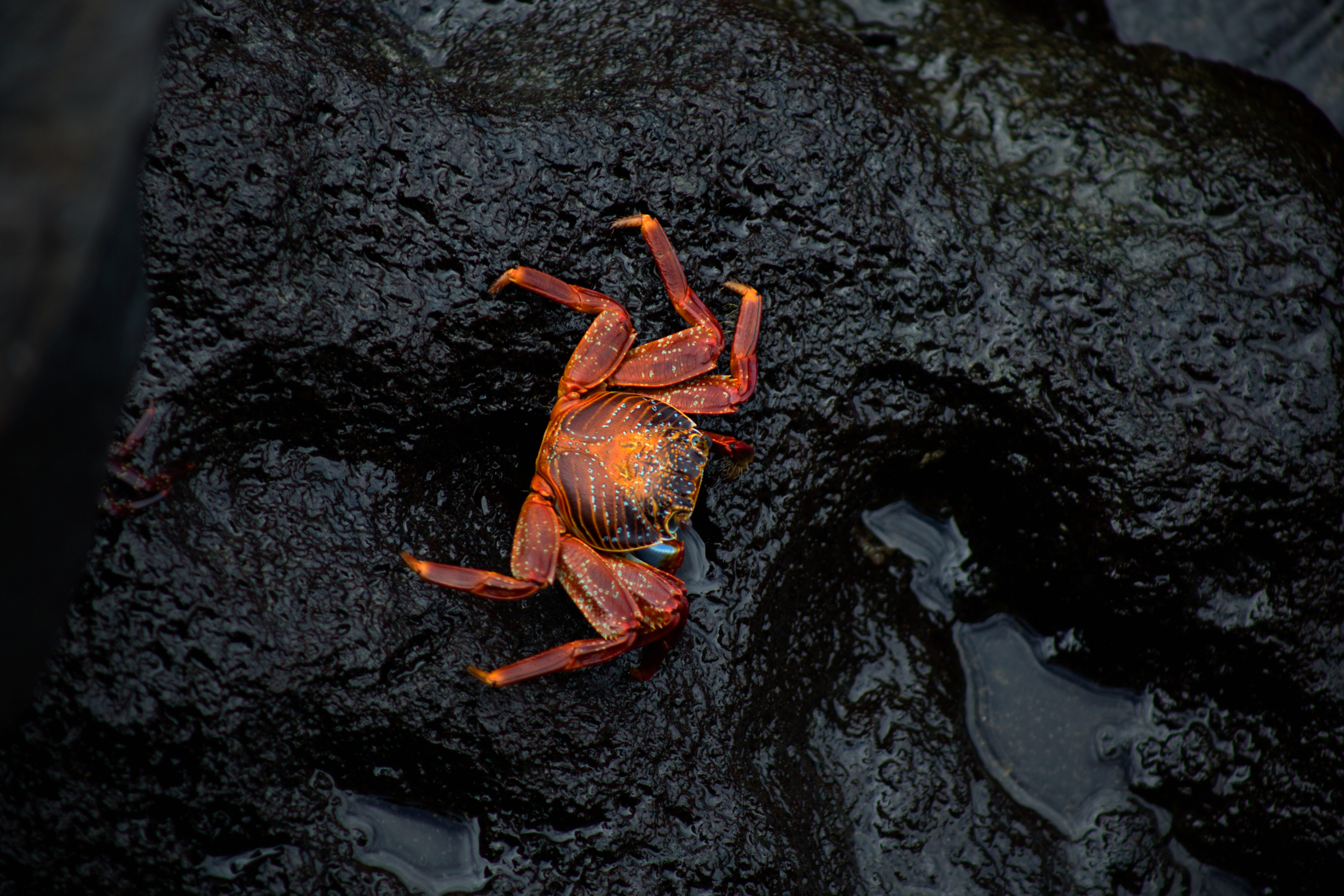 Picture 18- Lightfoot Crab.jpg