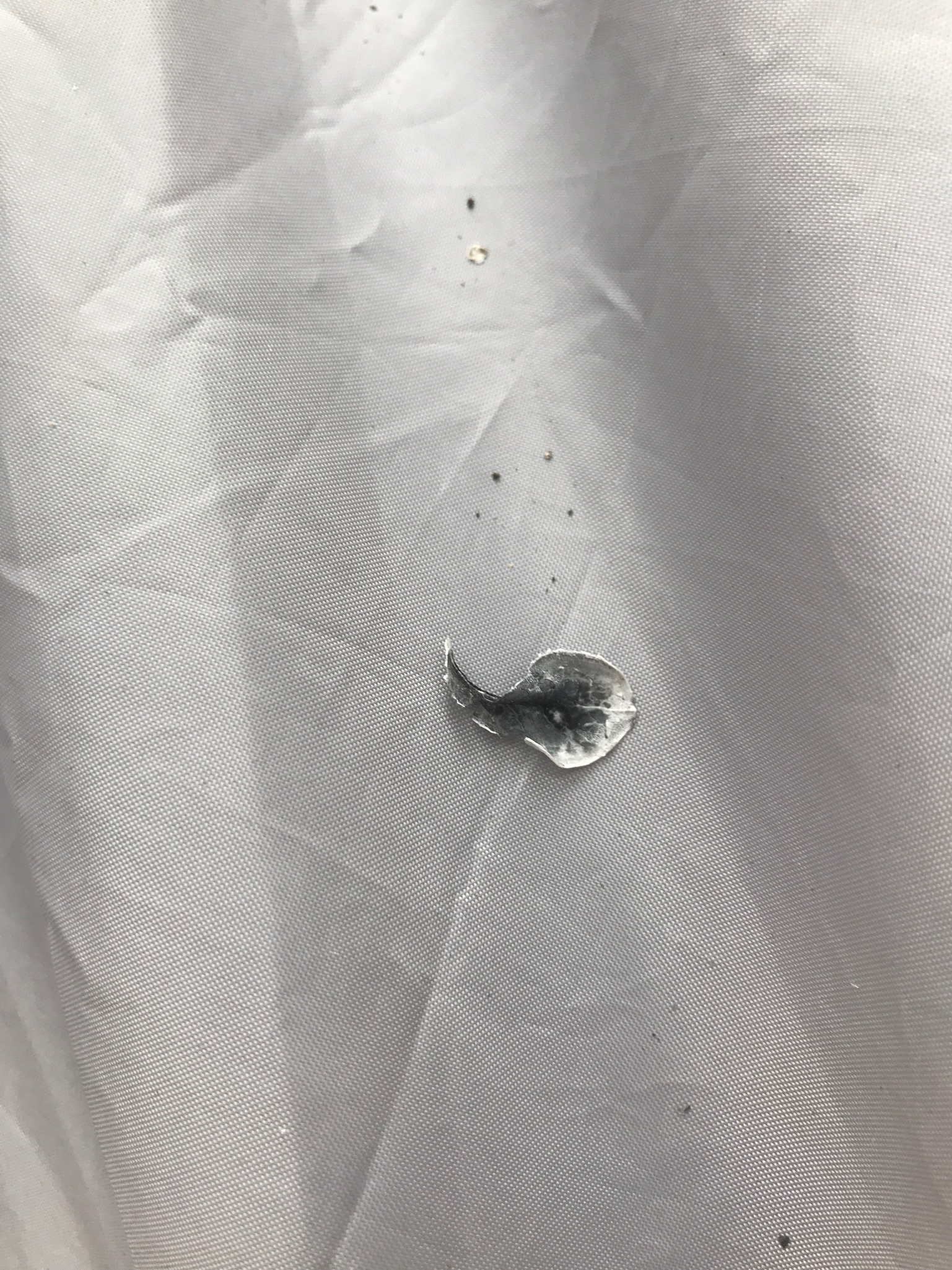 Closeup of ash that fell on tent.