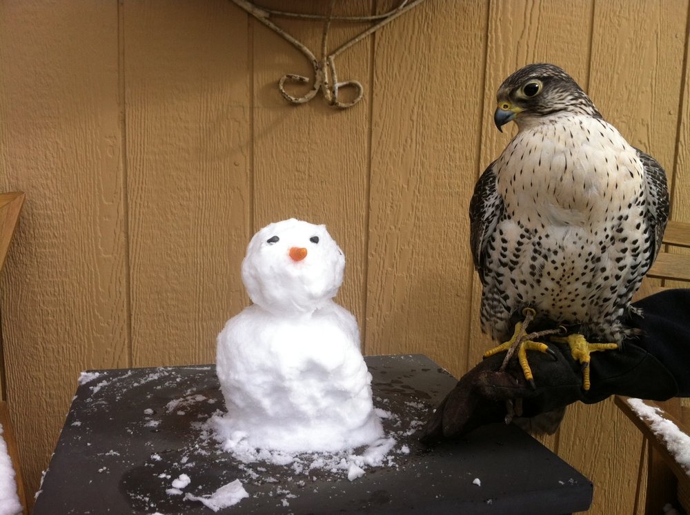 The_Snowman_and_the_Falcon_2014.JPG