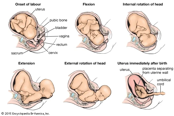 Sequential changes in the position of the child during labor.