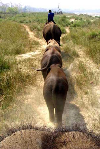 'Taking the Babies to Graze' Every day, after the men have eaten the first of their two meals of rice and lentils, or ‘dal bhat’, the elephants of the Khorsor stable are ridden into the Royal Chitwan National Park in Nepal for 5 hours of grazing. The baby elephants accompany their mothers by natural inclination and will not require their own drivers until they are separated from their mothers and subjected to training | Photo by Piers Locke