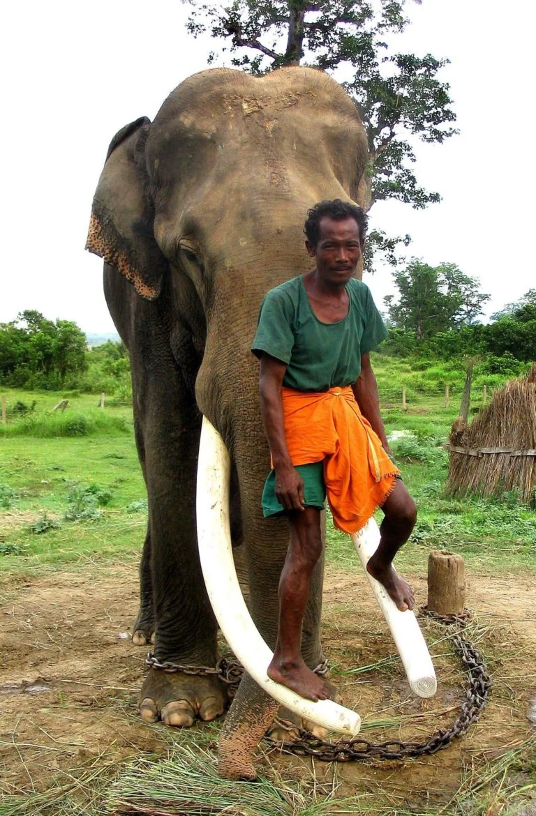 Bishnu Chaudhury with Erawat Gaj, Chitwan, Nepal | Photo by Piers Locke