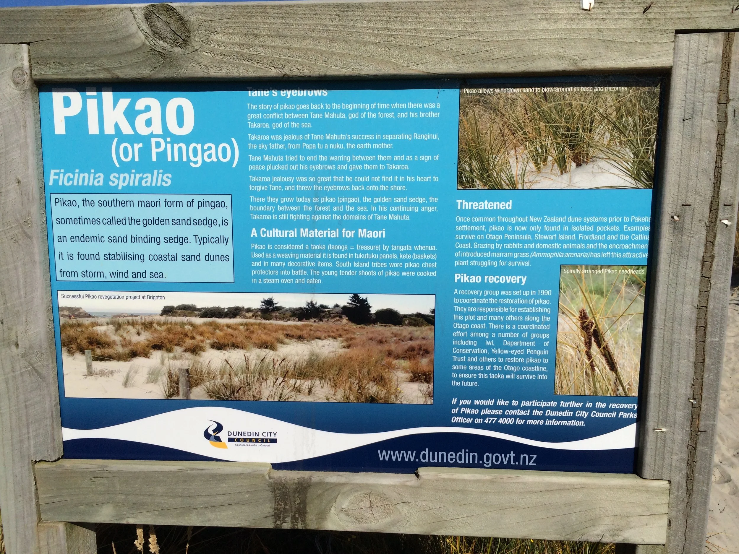 Photo of Dunedin City Council notification of piako protection at Brighton Beach, 2015. In her book, Lyn discusses how the Dunedin City Council's piako restoration project has its origins in understanding the dune system from the perspective of Māori Environmental Knowledge. Photo: Lyn Carter.