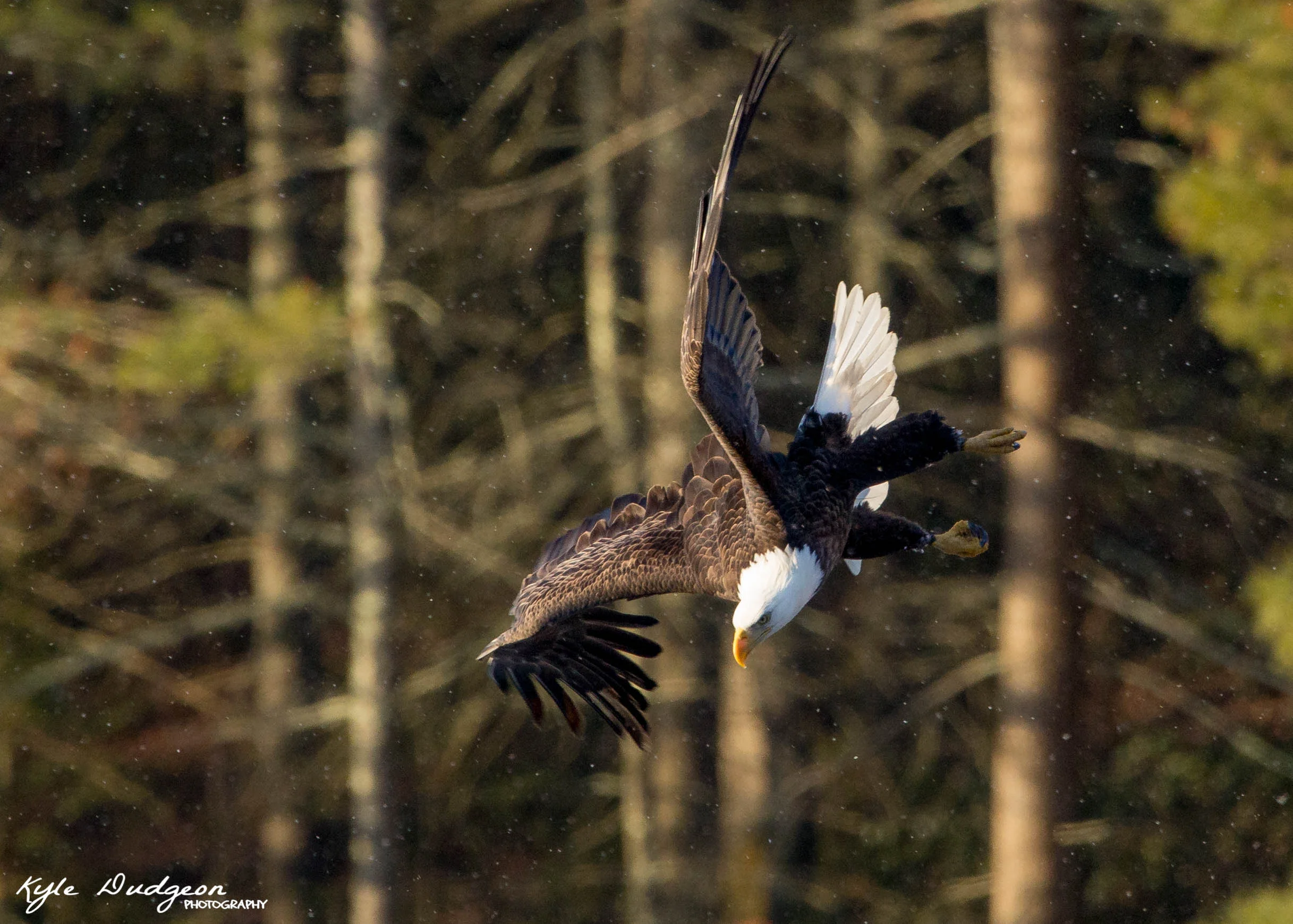 Bald Eagles in the Snow 