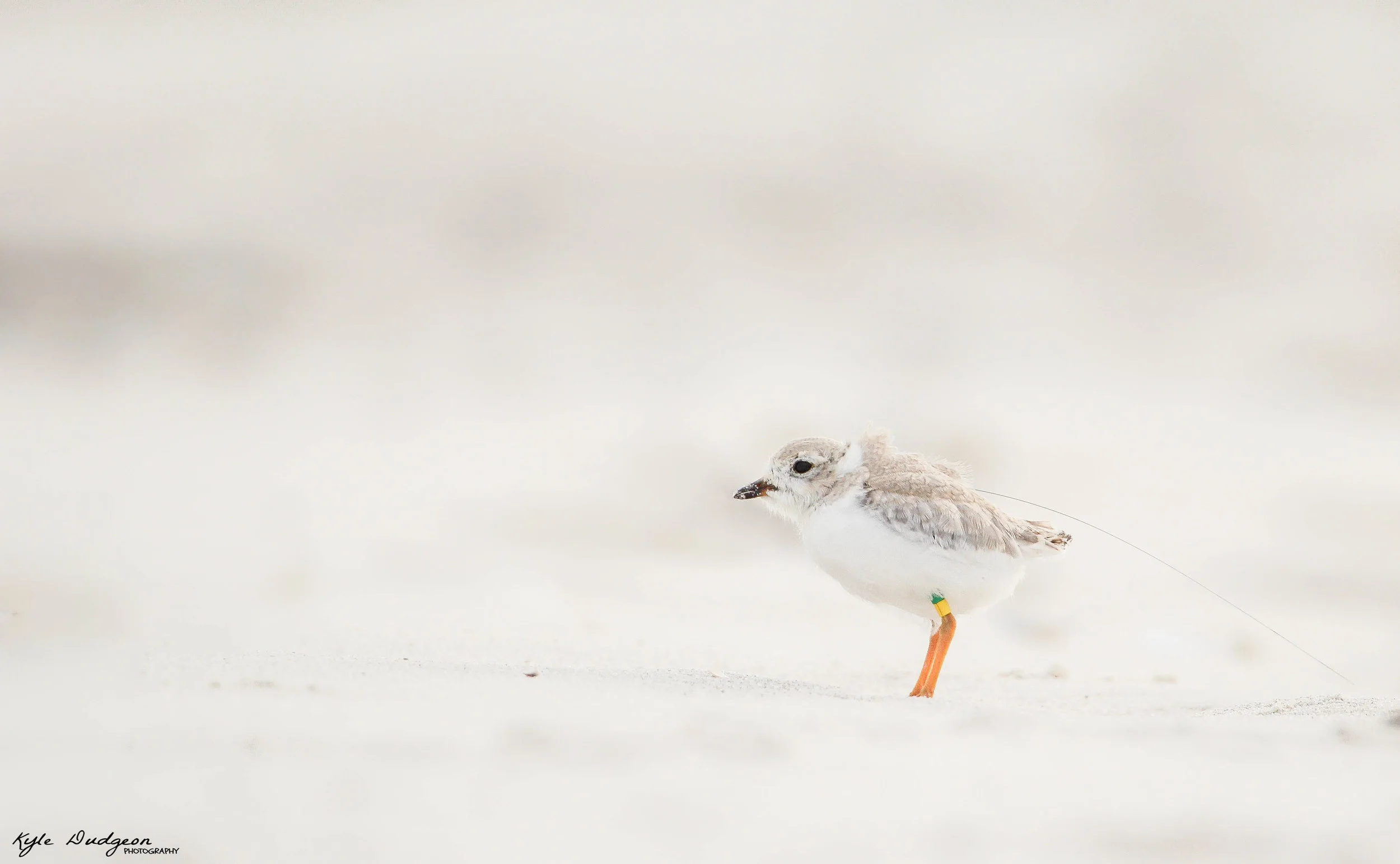 Tiny Bird, Huge Impact 