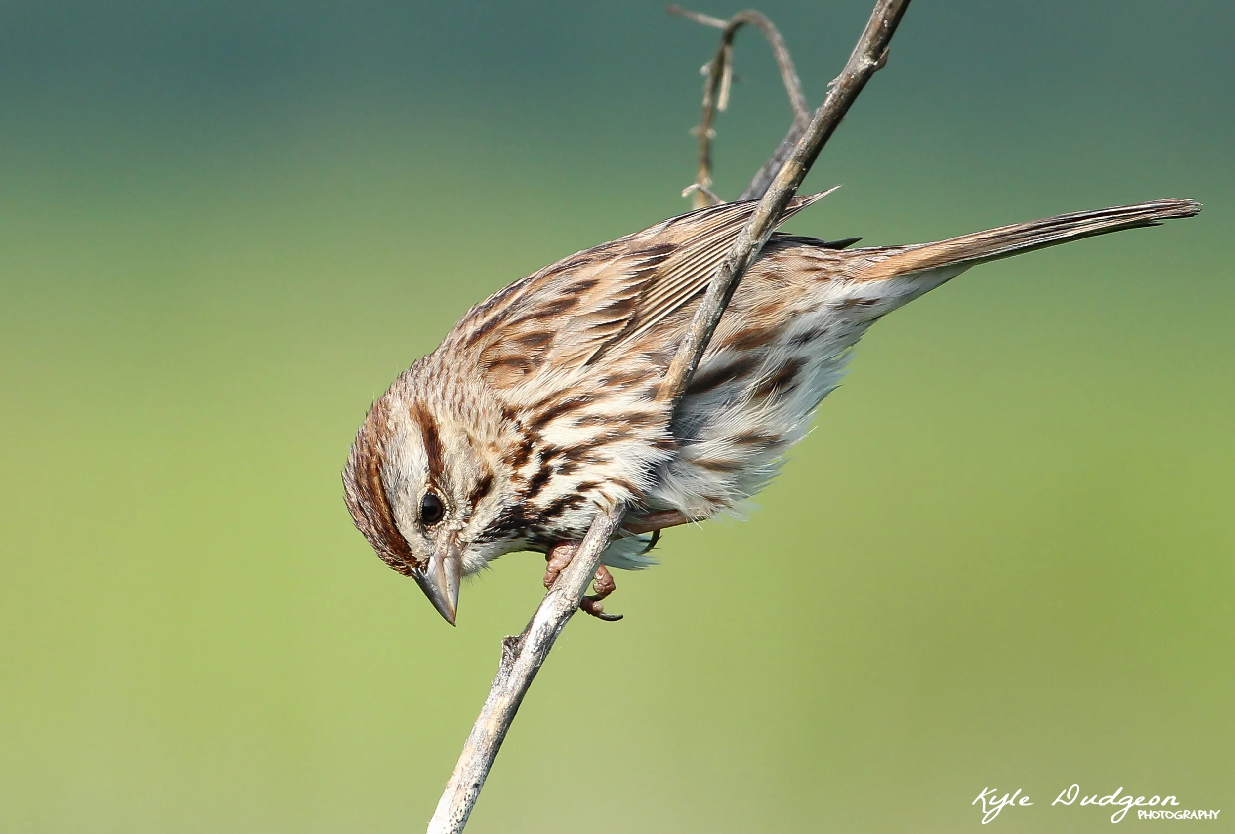 400mm f/5.6 ISO 400 1/1000s 