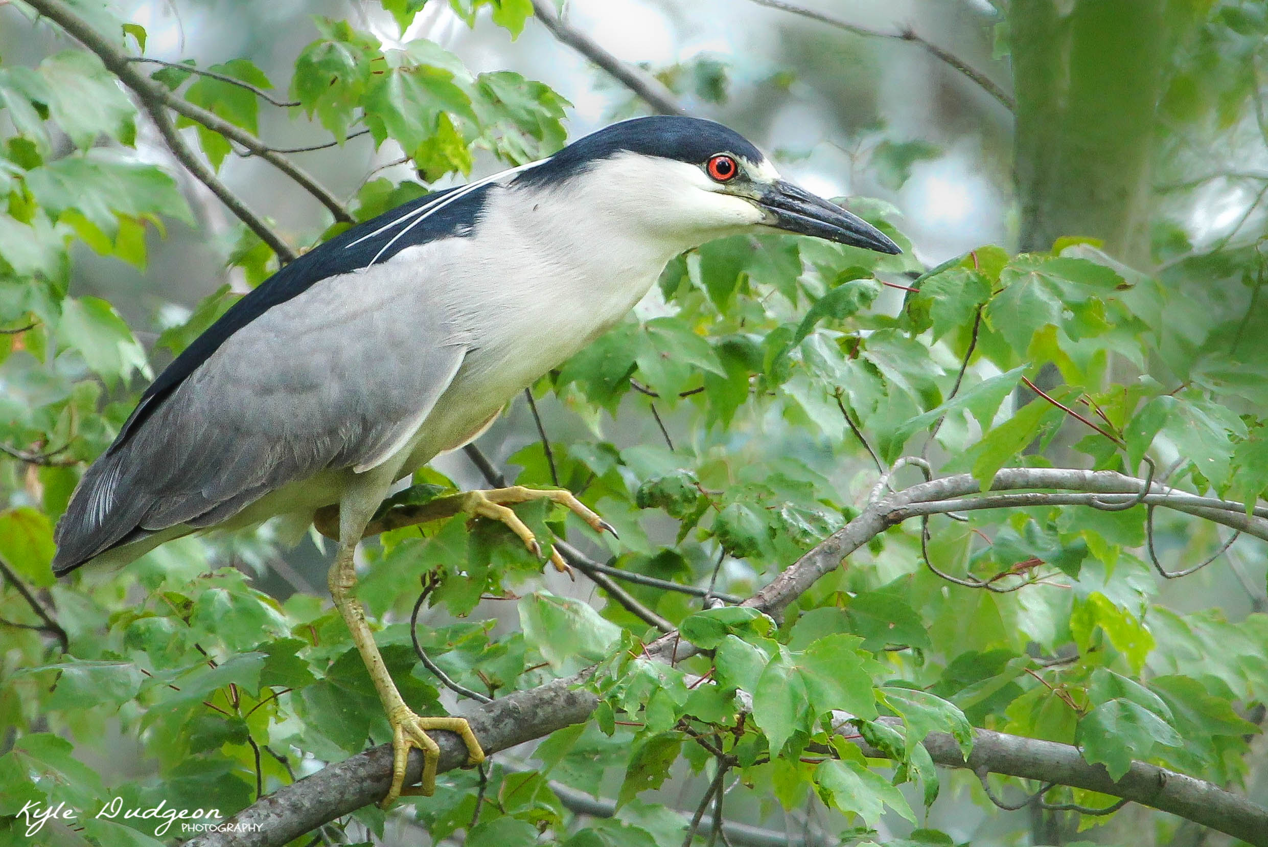 400mm f/5.6 ISO 800 1/320s 