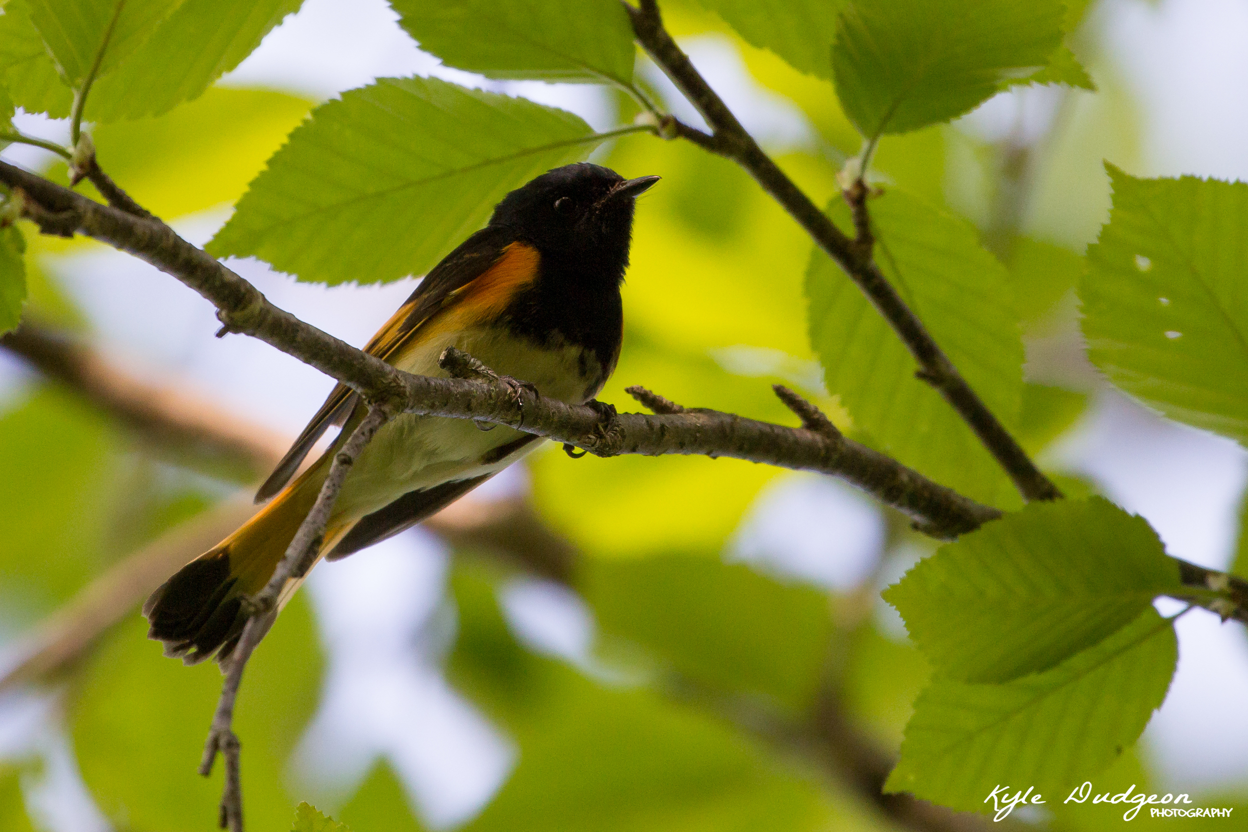 A male American redstart at Sterling Forest State Park 5/20/16.