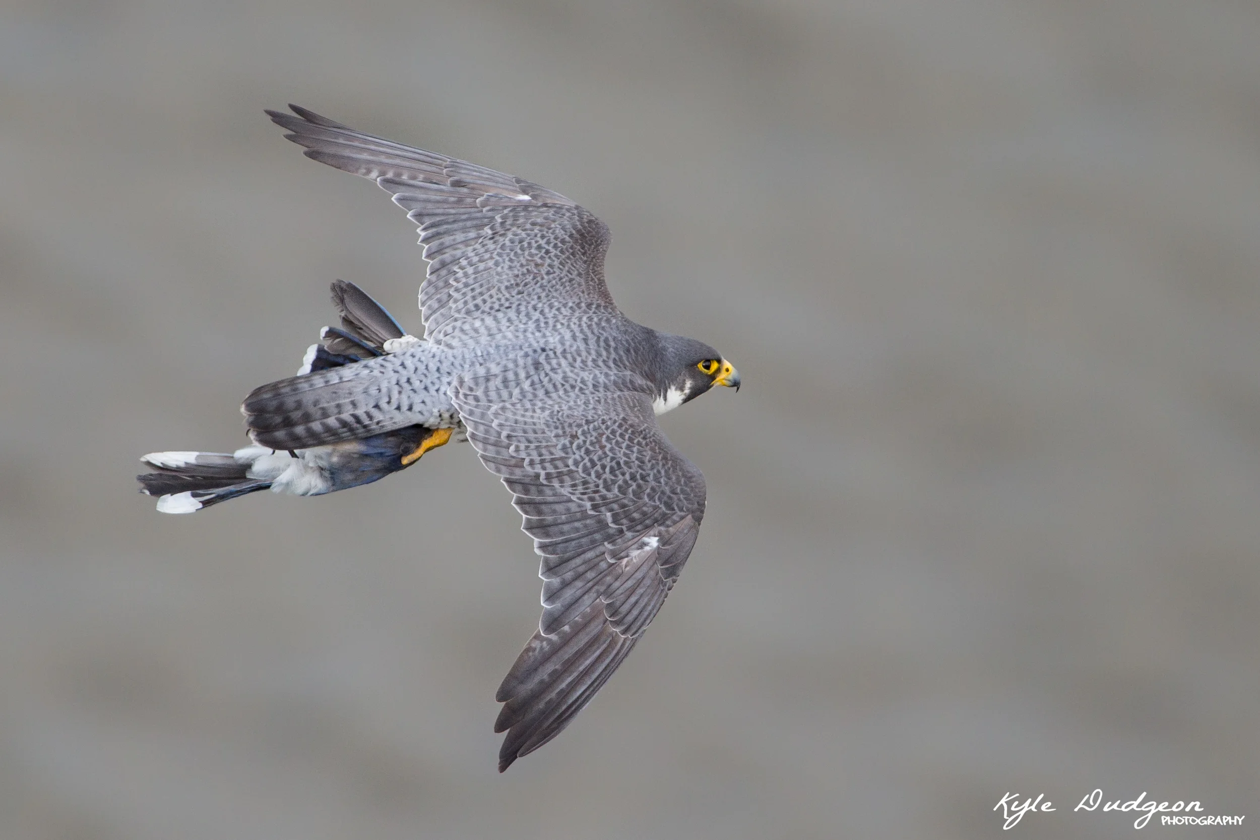 The male peregrine falcon with a blue jay 5/19/16. 
