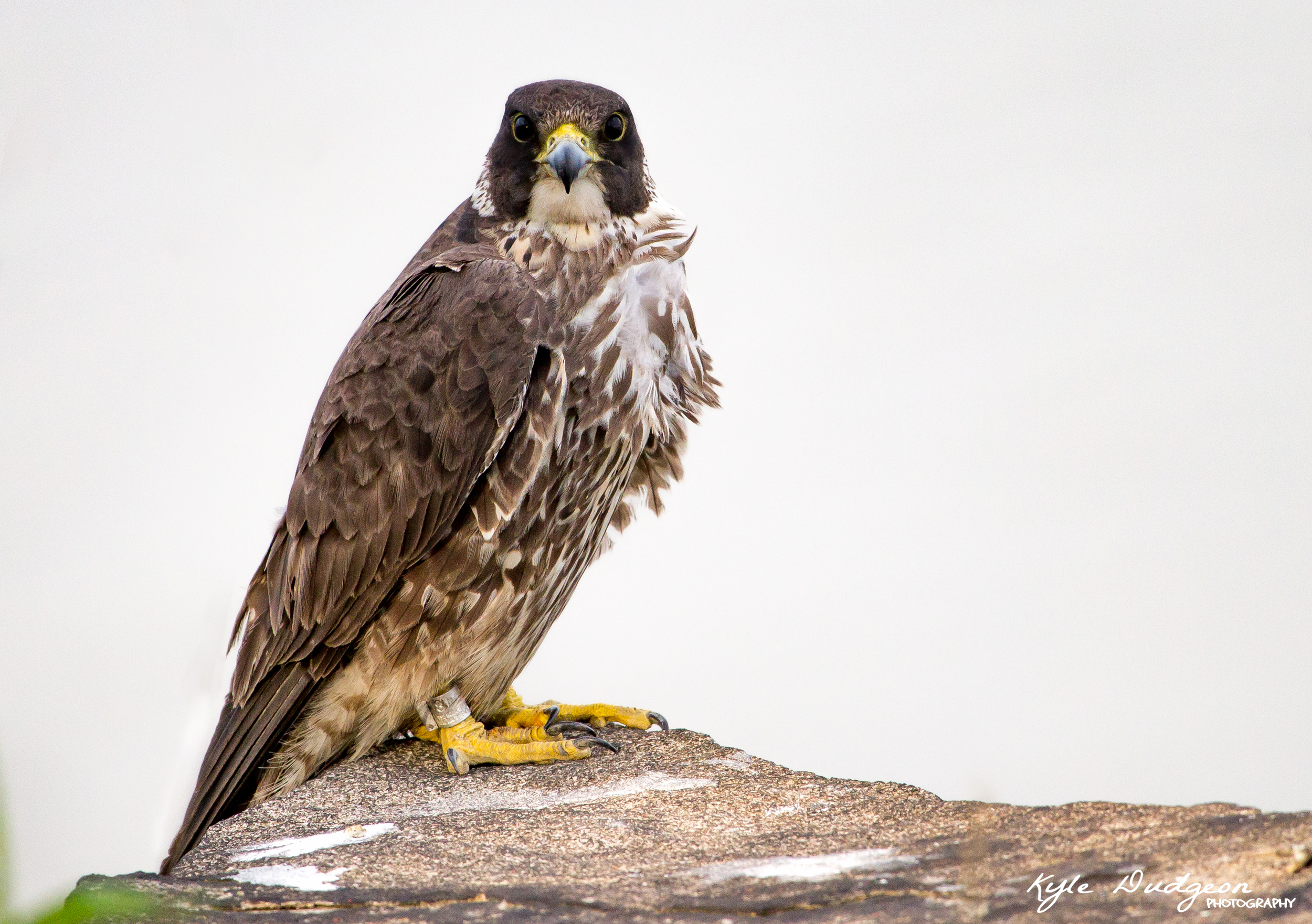 Juvenile female peregrine falcon 5/19/16.