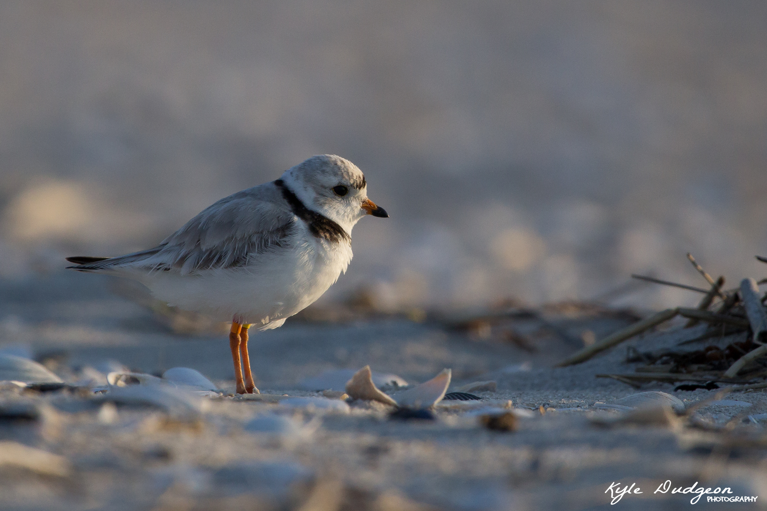 Tufters looks on to a beautiful Barnegat sunset. 