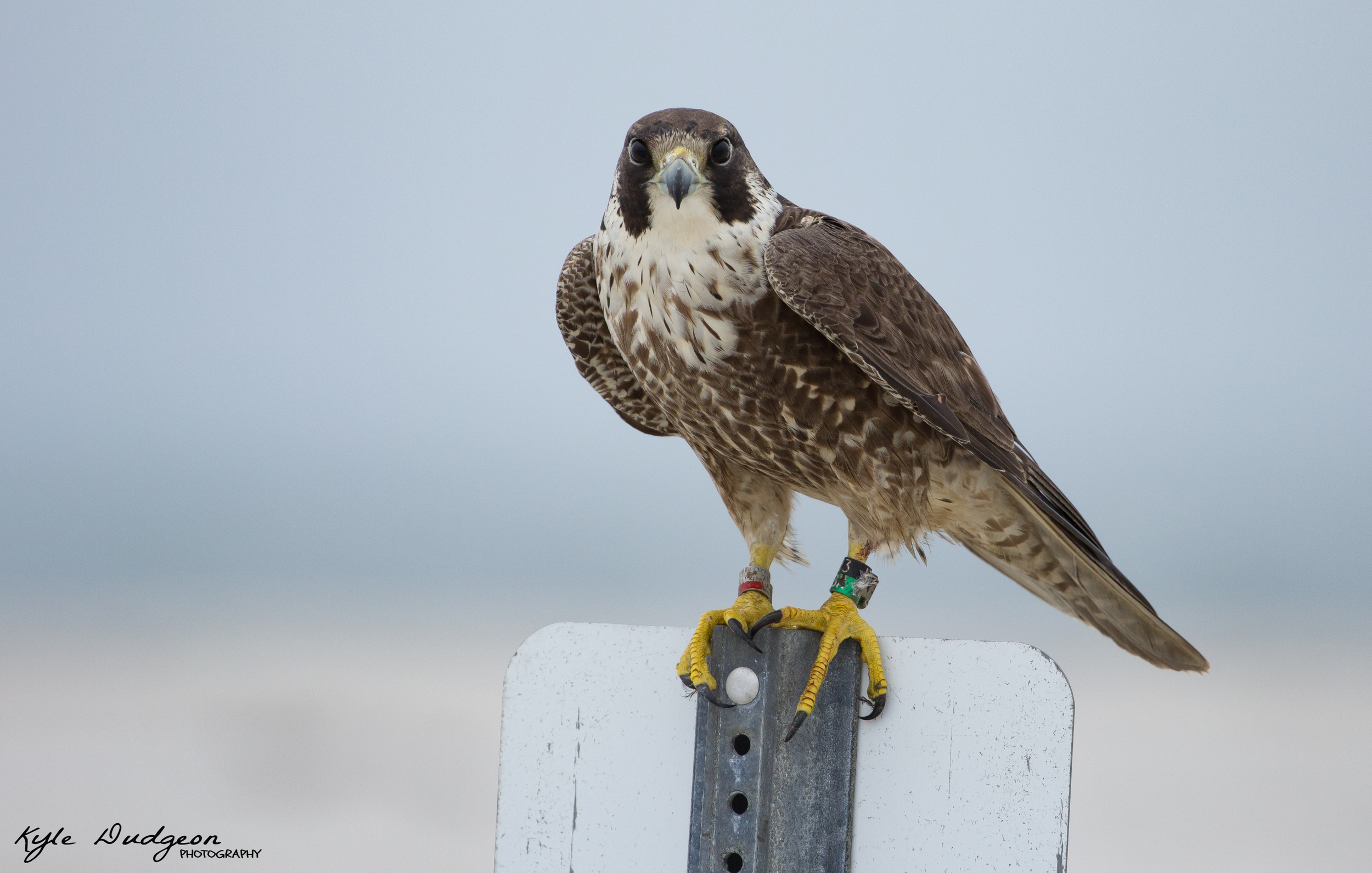 I've learned over time that falcons love perching on signs. We were eye level for this shot.