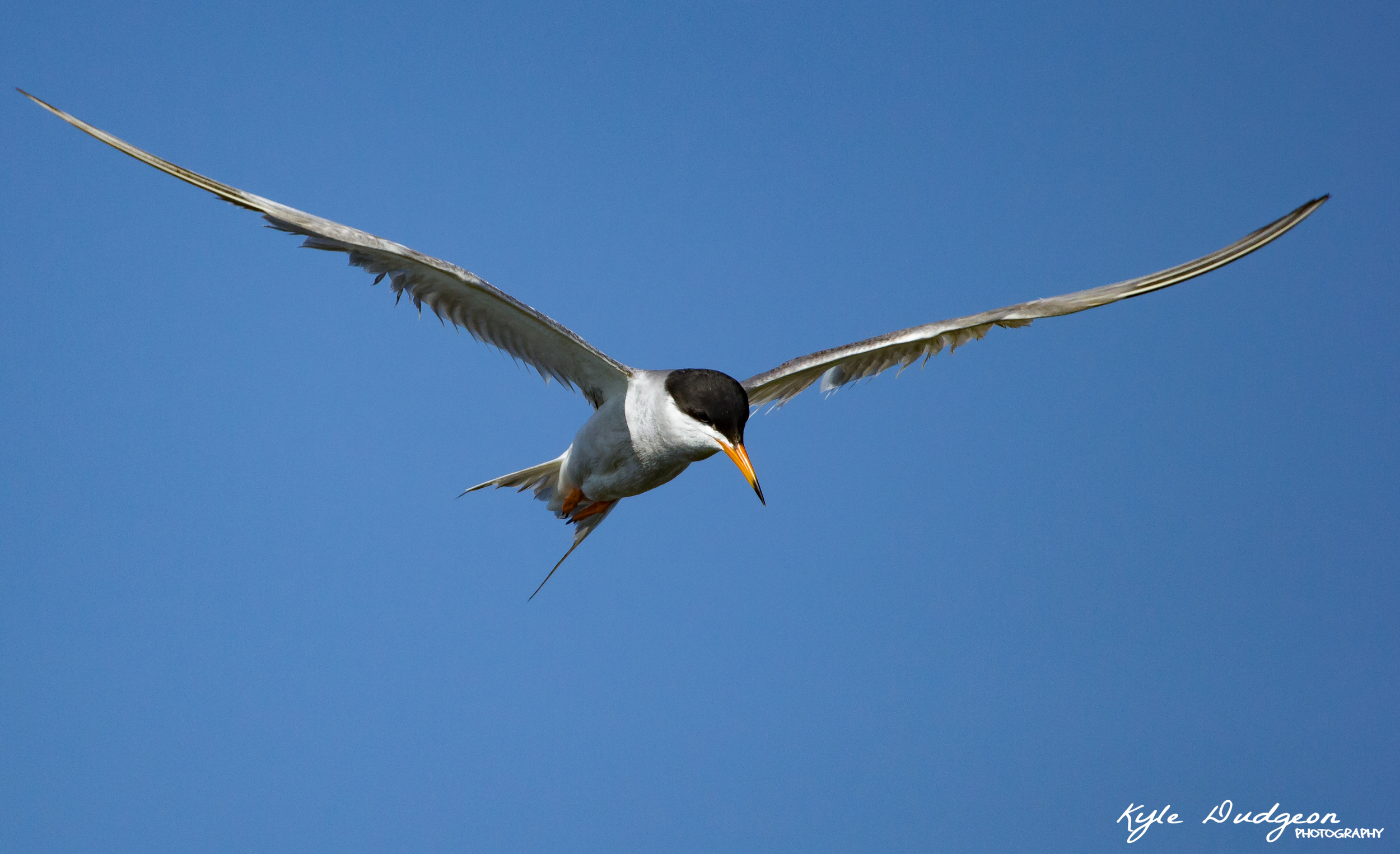 Forster's Tern on the hunt