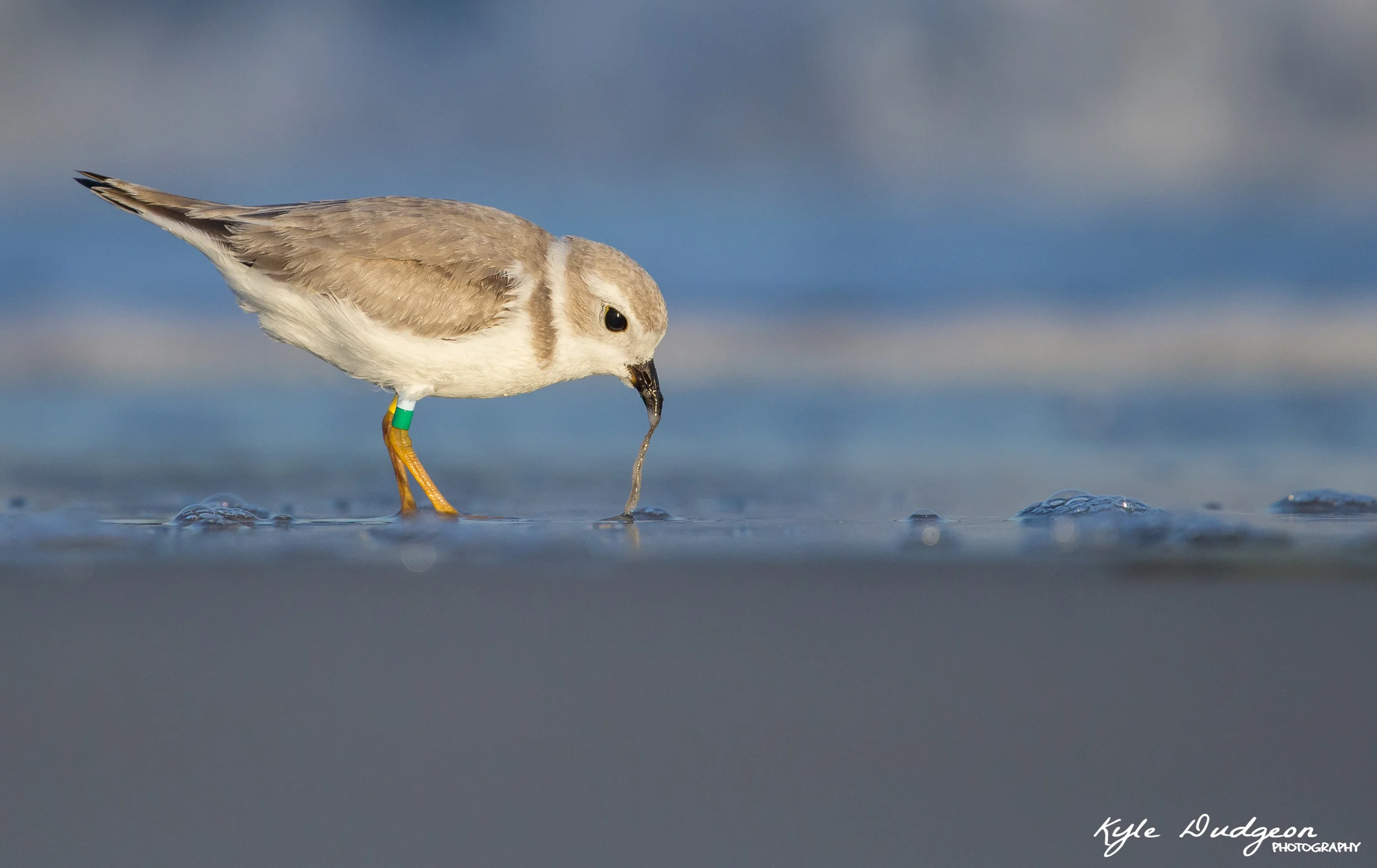 Worm-pulling.