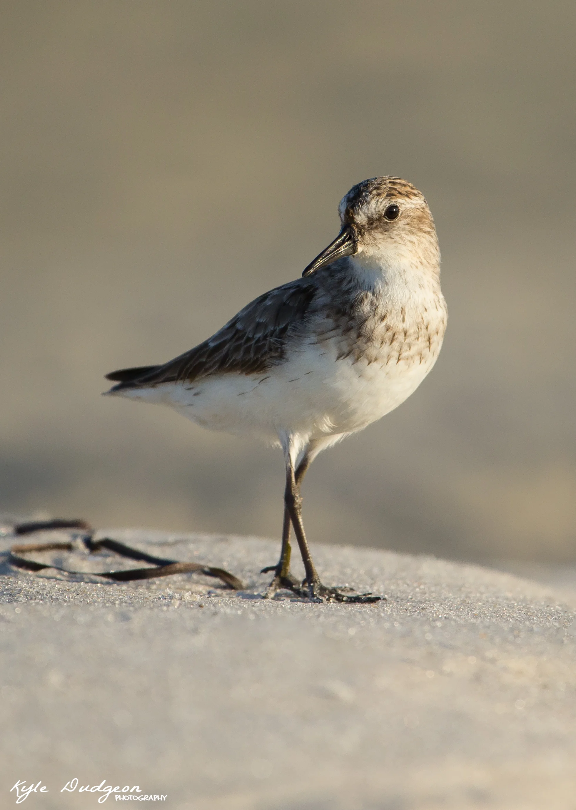 Semipalmated sandpipier at sunrise. I found a stretch of natural beach on vacation in LBI and decided to hit it real early one morning. There wasn't too much excitement, but I was stoked to have this guy foraging right in front of me. 8/15/16.
