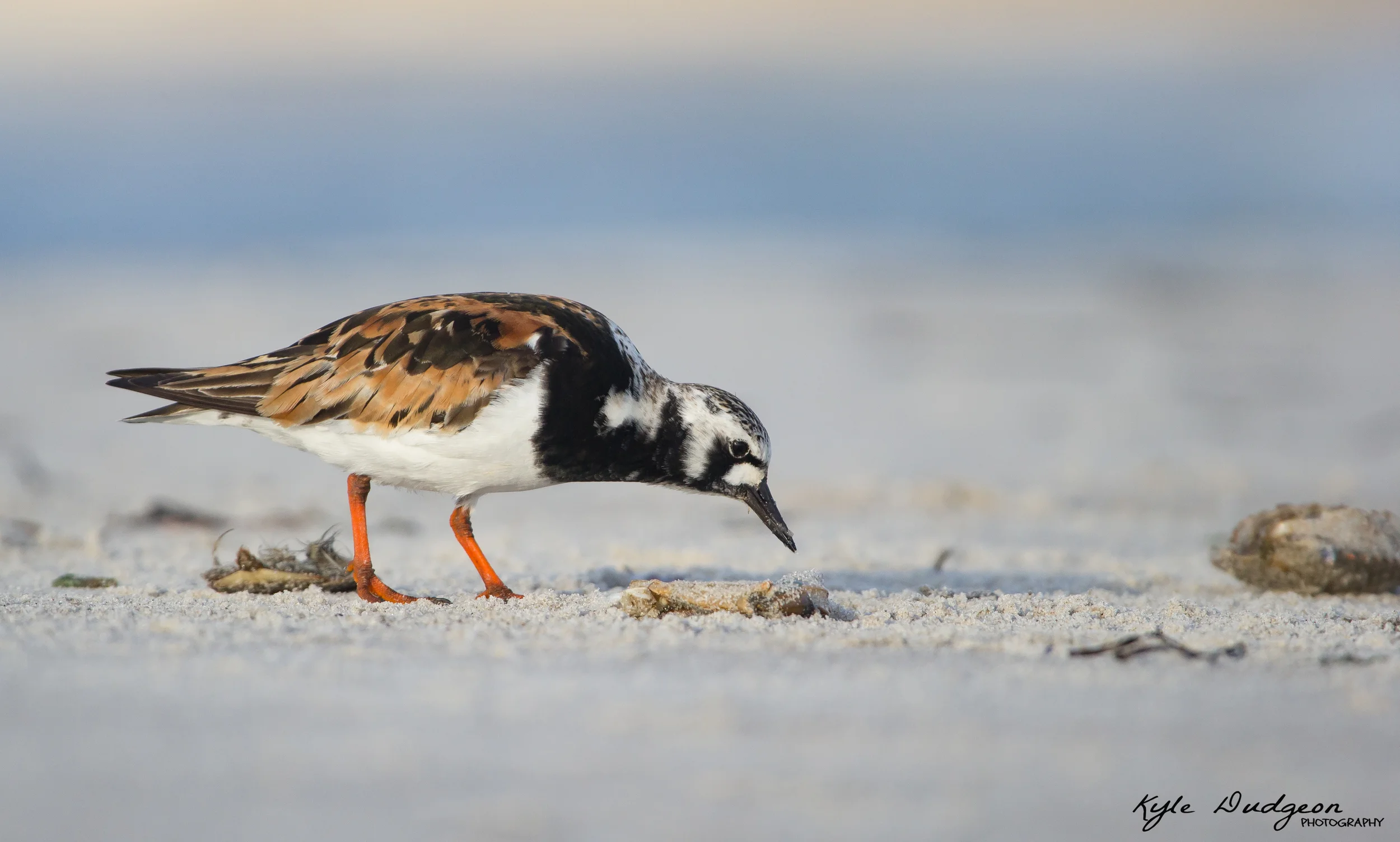 Ruddy turnstone in first light. This was the first shot of the day one morning in Barnegat Light for me, and I really like the way it turned out. 8/4/16.