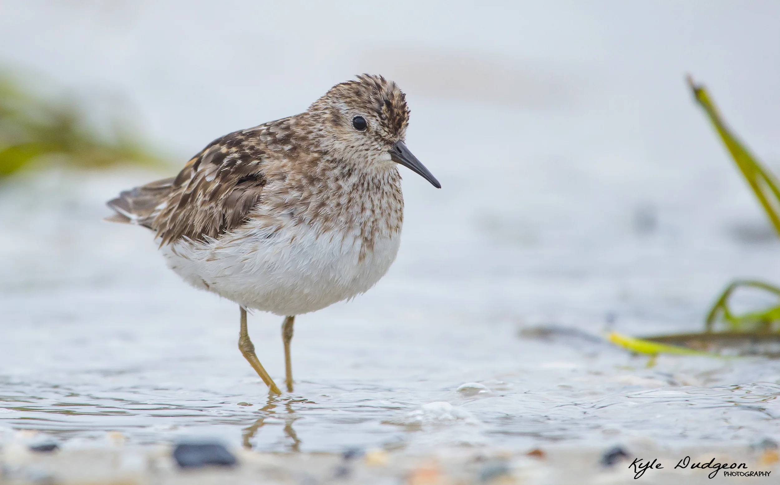 I photographed this least sandpiper in Barnegat Light as well. This bird was super cooperative, just walking right up to me as I laid in the sand. 8/3/16.