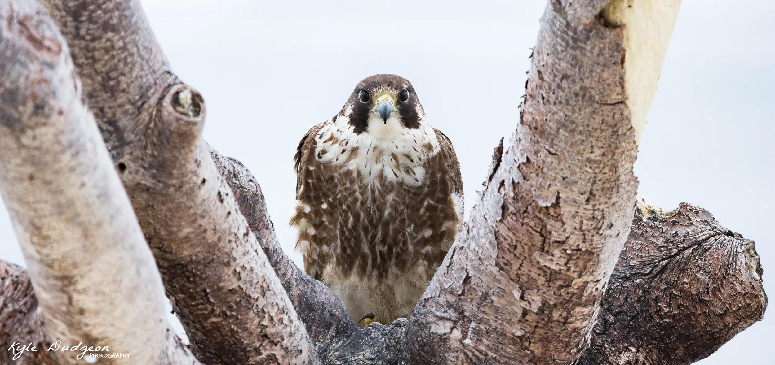 Hello Stripe. This is an image from the series with her during early June. I don't think I ever posted this one. Peregrine falcon, taken on 6/2/16.