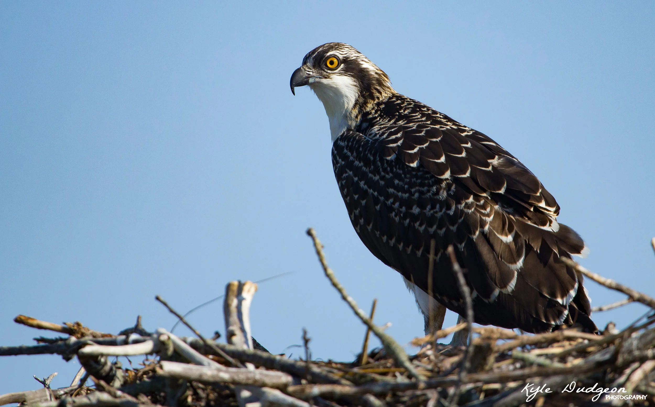 Osprey fledgling on LBI. 8/5/16.
