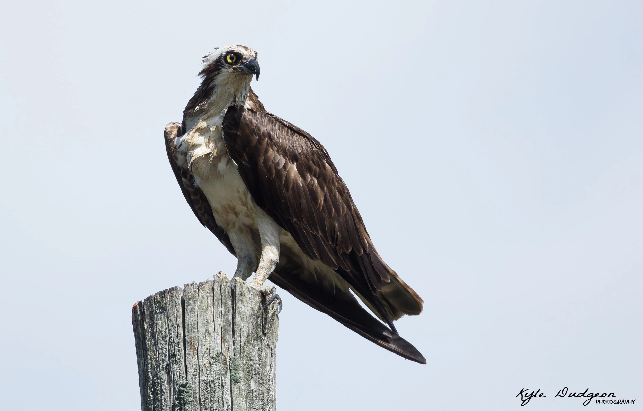 Osprey with breakfast in Galloway, NJ. 8/10/16.