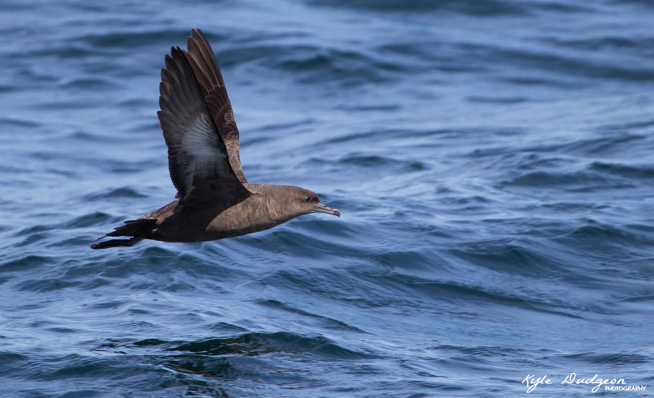 This may be my favorite of the shearwaters. 9/17/16.