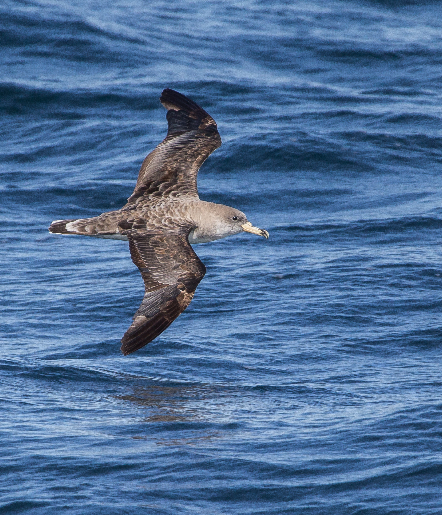 I missed a few good photo ops with these birds. For the most part, they weren't very close on our side of the boat. 9/17/16. 