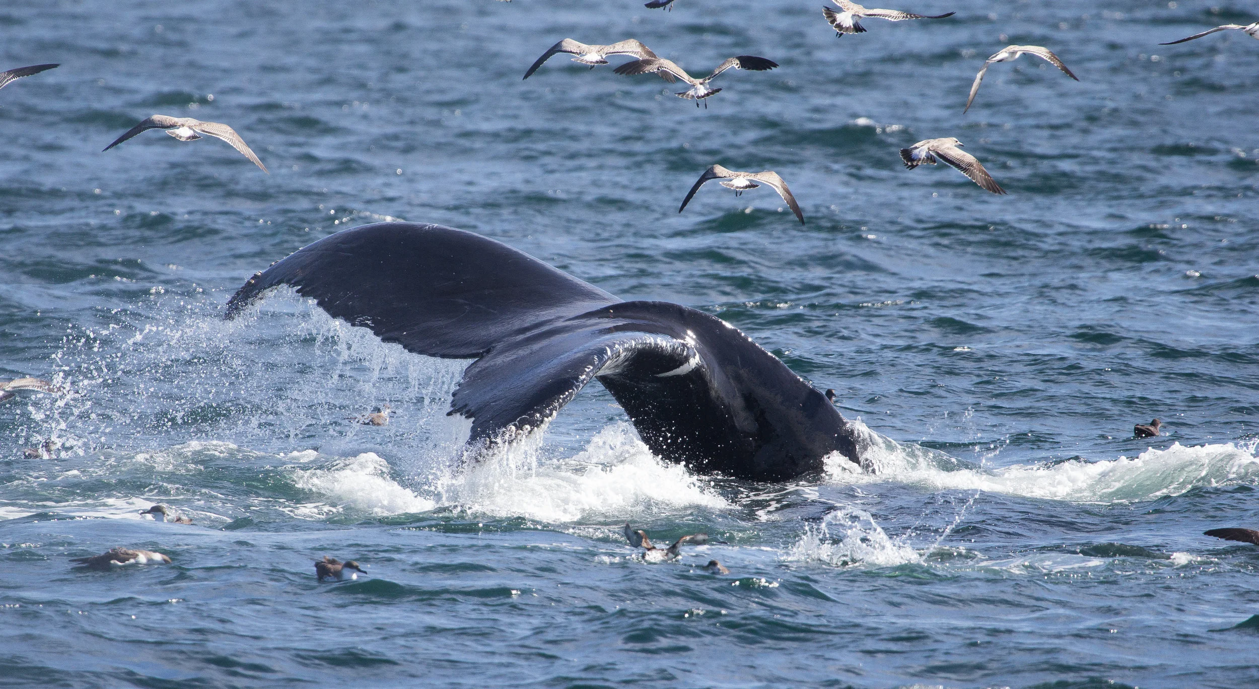 Humpback whale tail. 9/17/16.