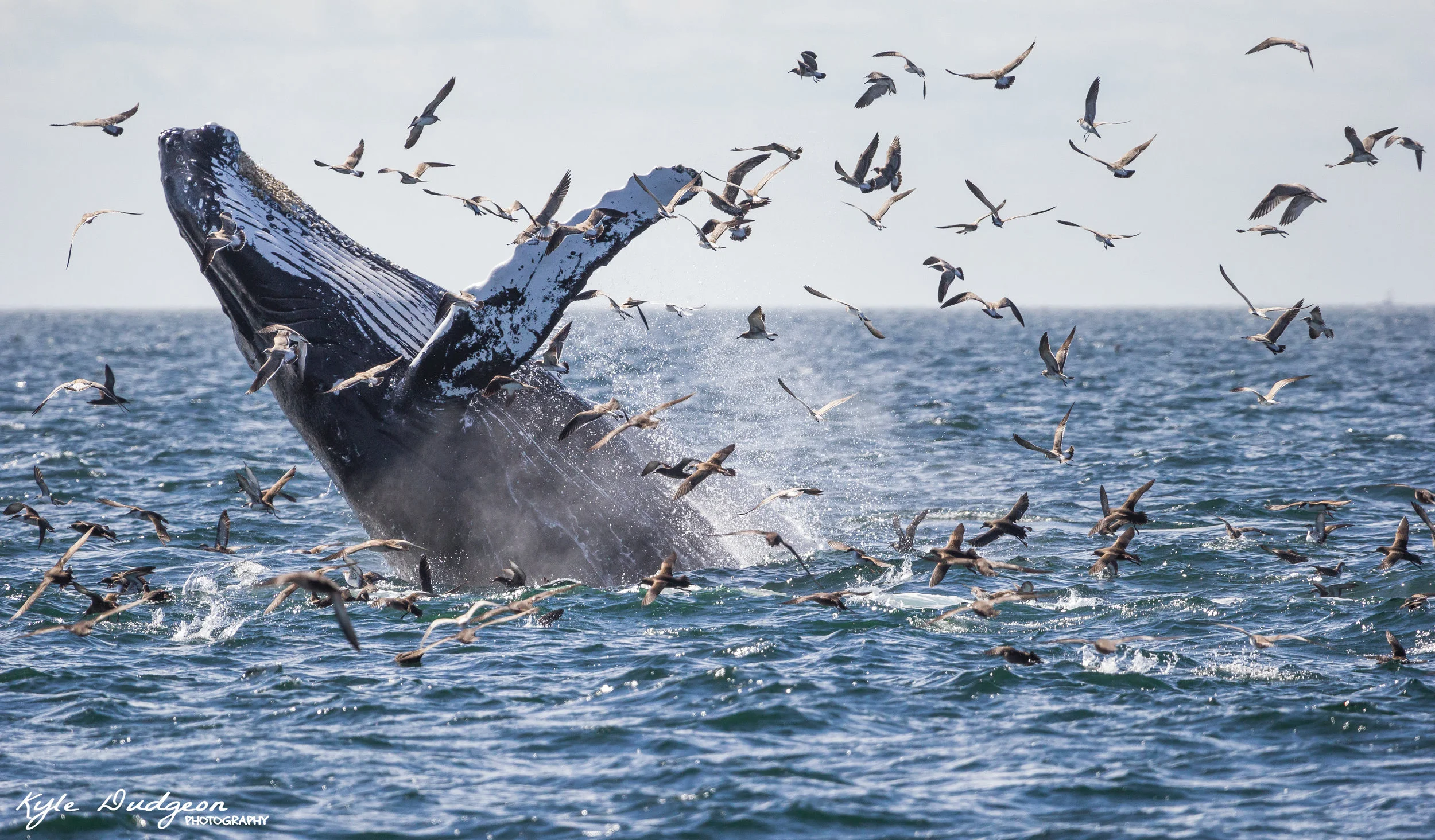 An endangered humpback whale flying out of the water! 9/17/16.