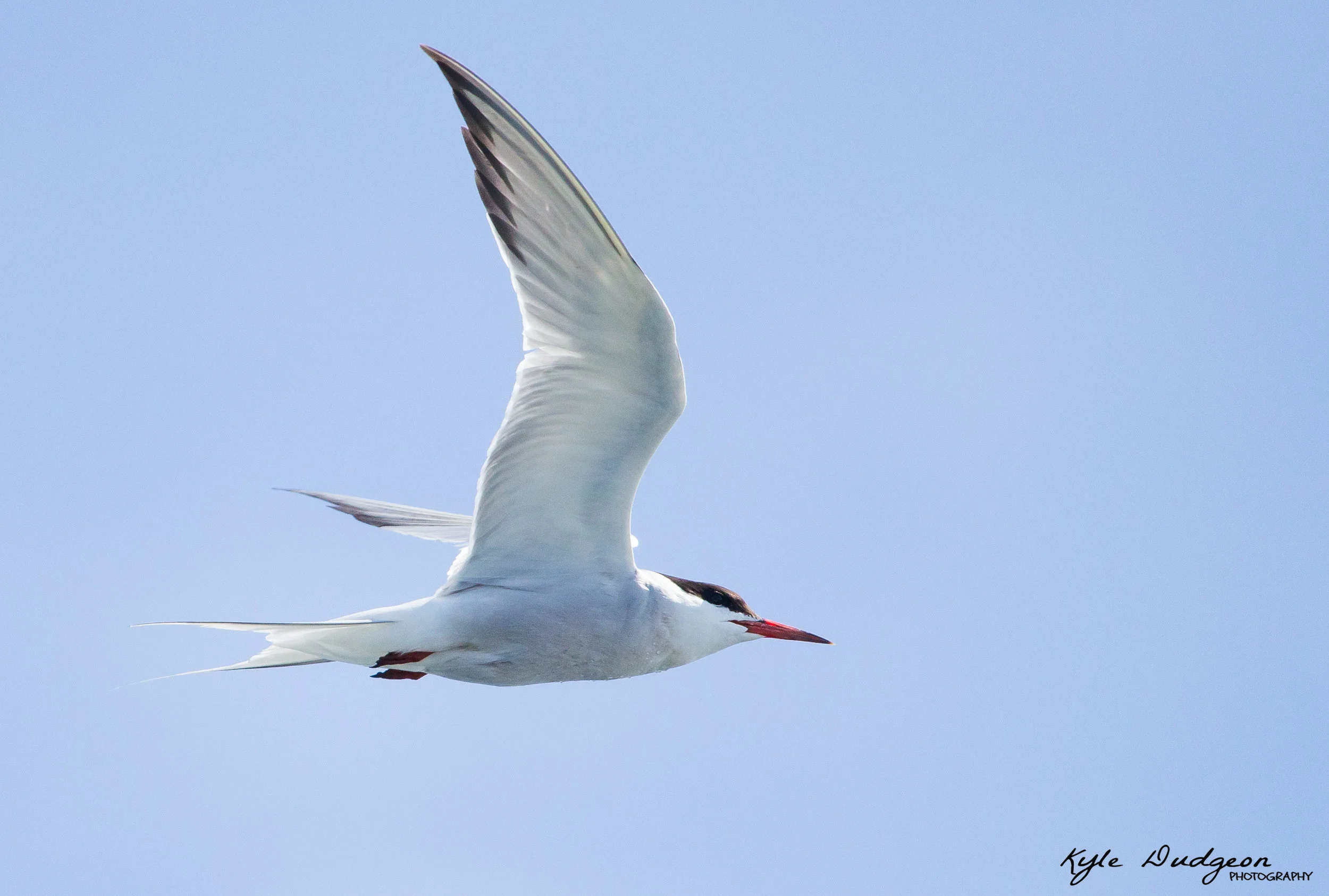 I'm beyond stuck on this tern. I want to say Arctic, but I'm not entirely sure! Any ideas? 9/17/16.