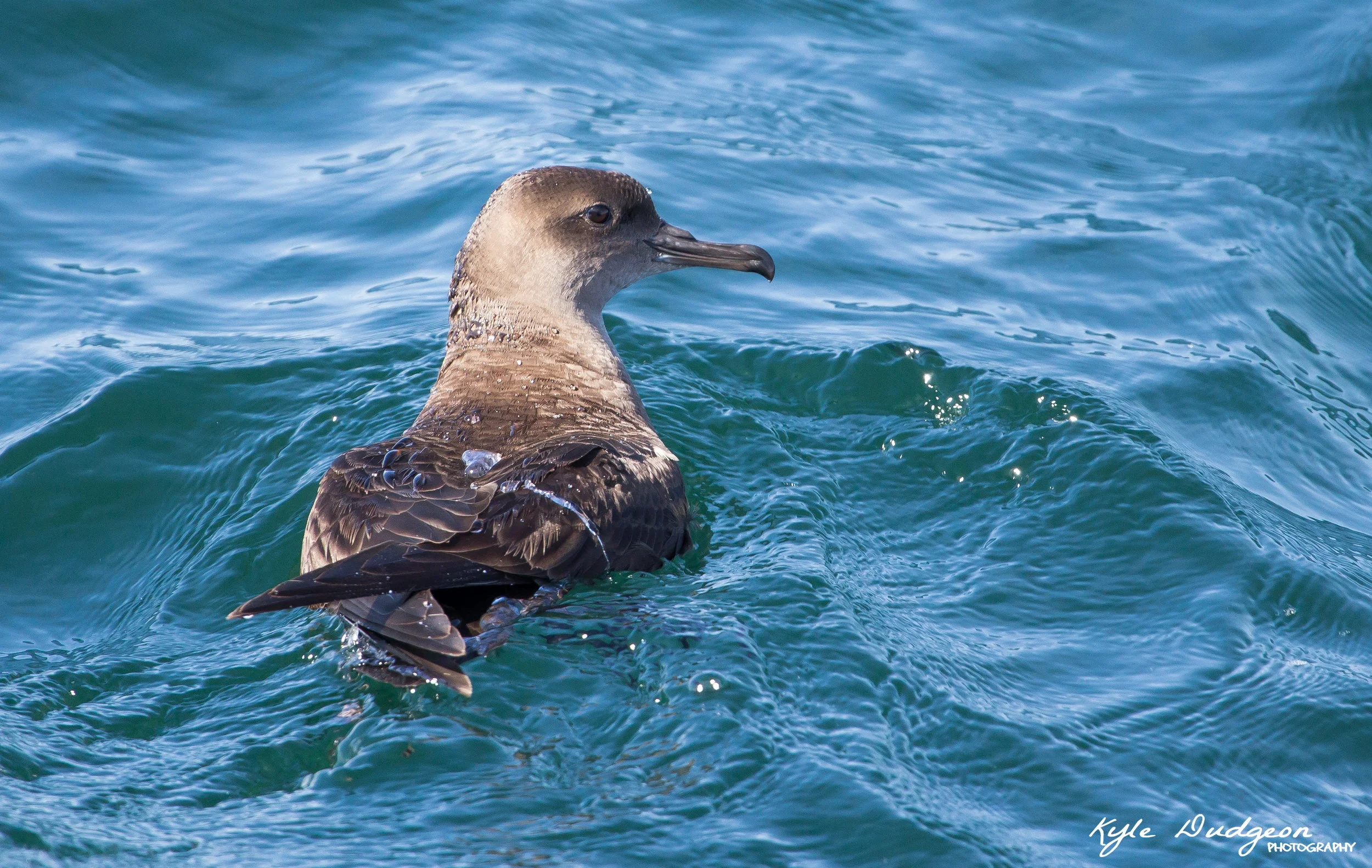 This sooty shearwater was hanging right next to the boat. 9/17/16. 