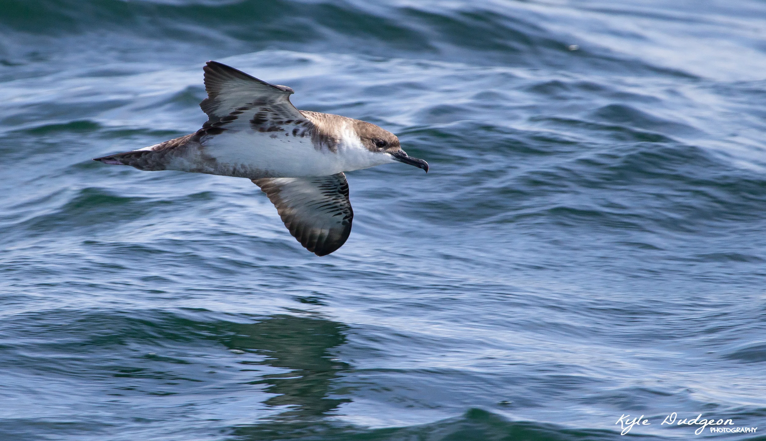 This is my favorite shot of the day. A great shearwater cutting through the air. 9/17/16.