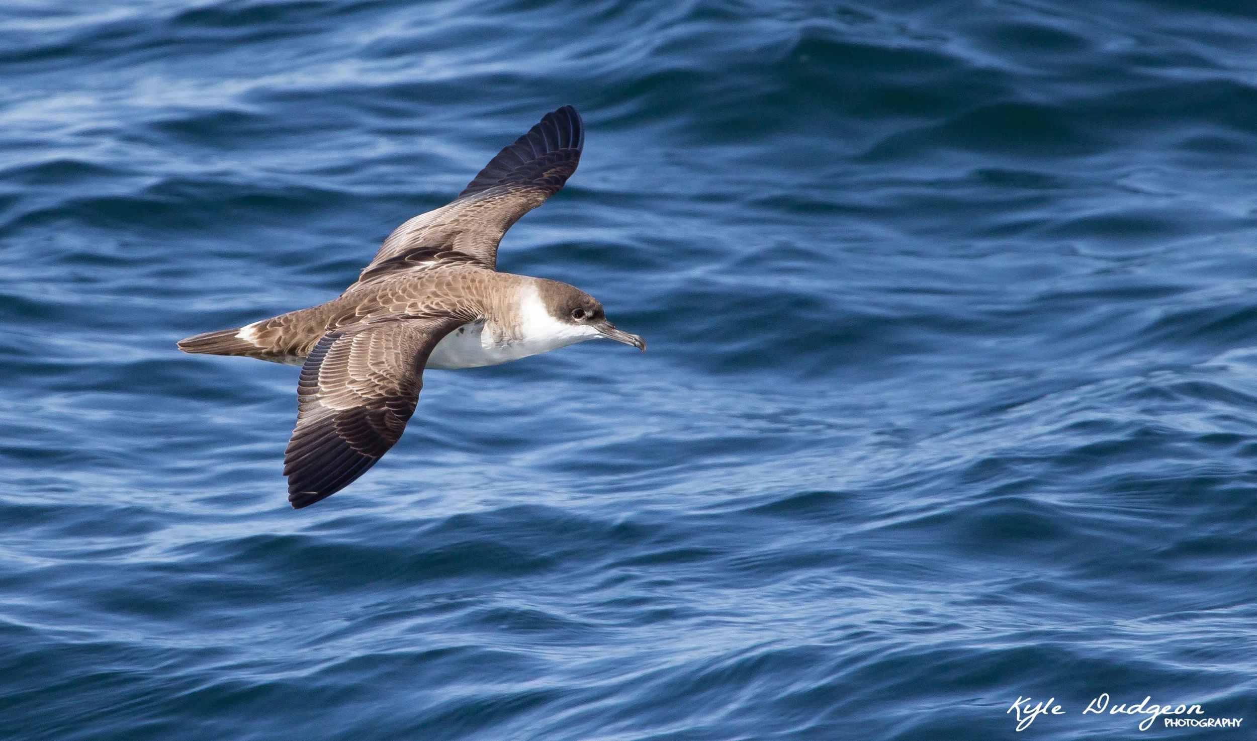 Great shearwater topside. 9/17/16.