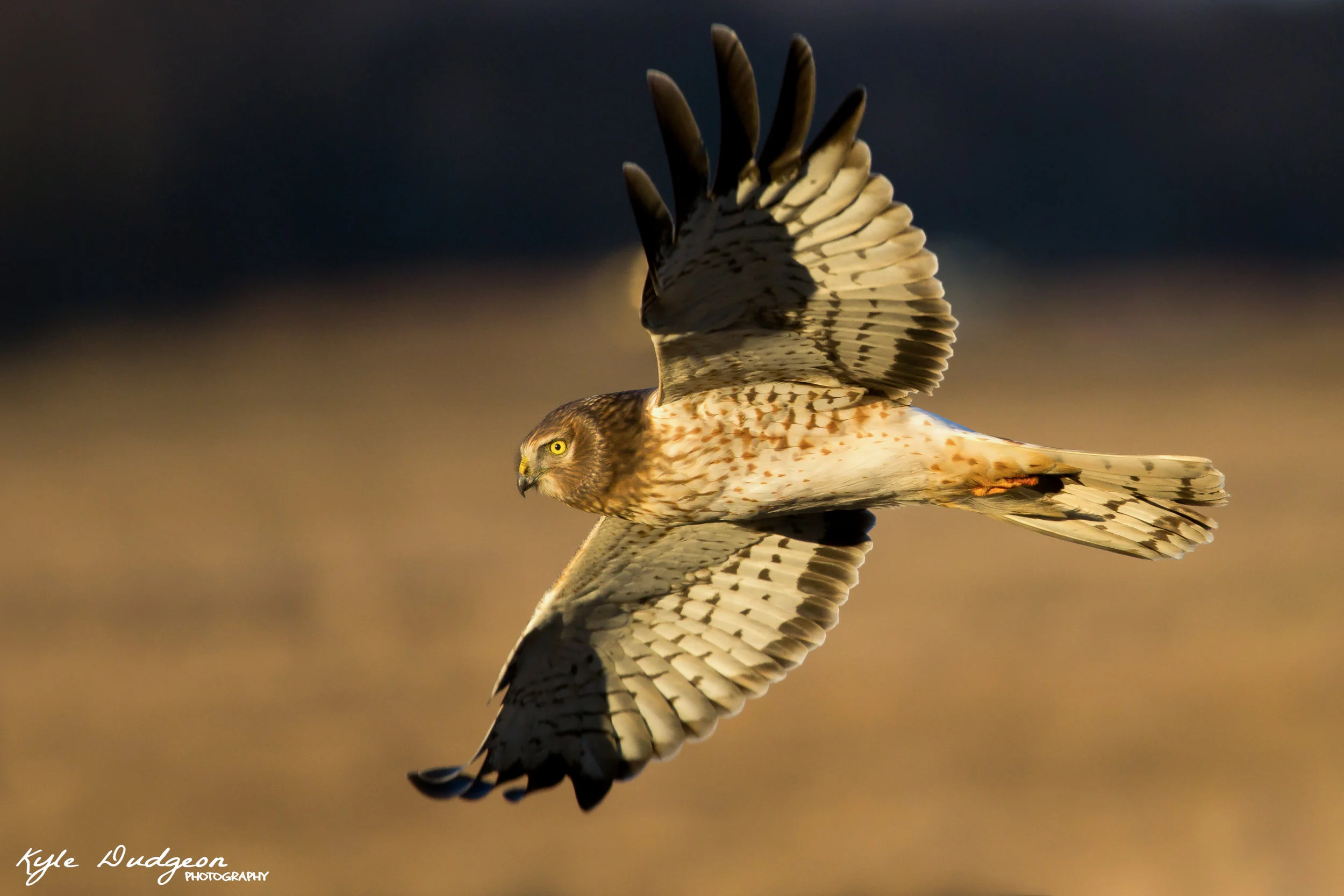 Male northern harrier (gray ghost) in the golden light. 