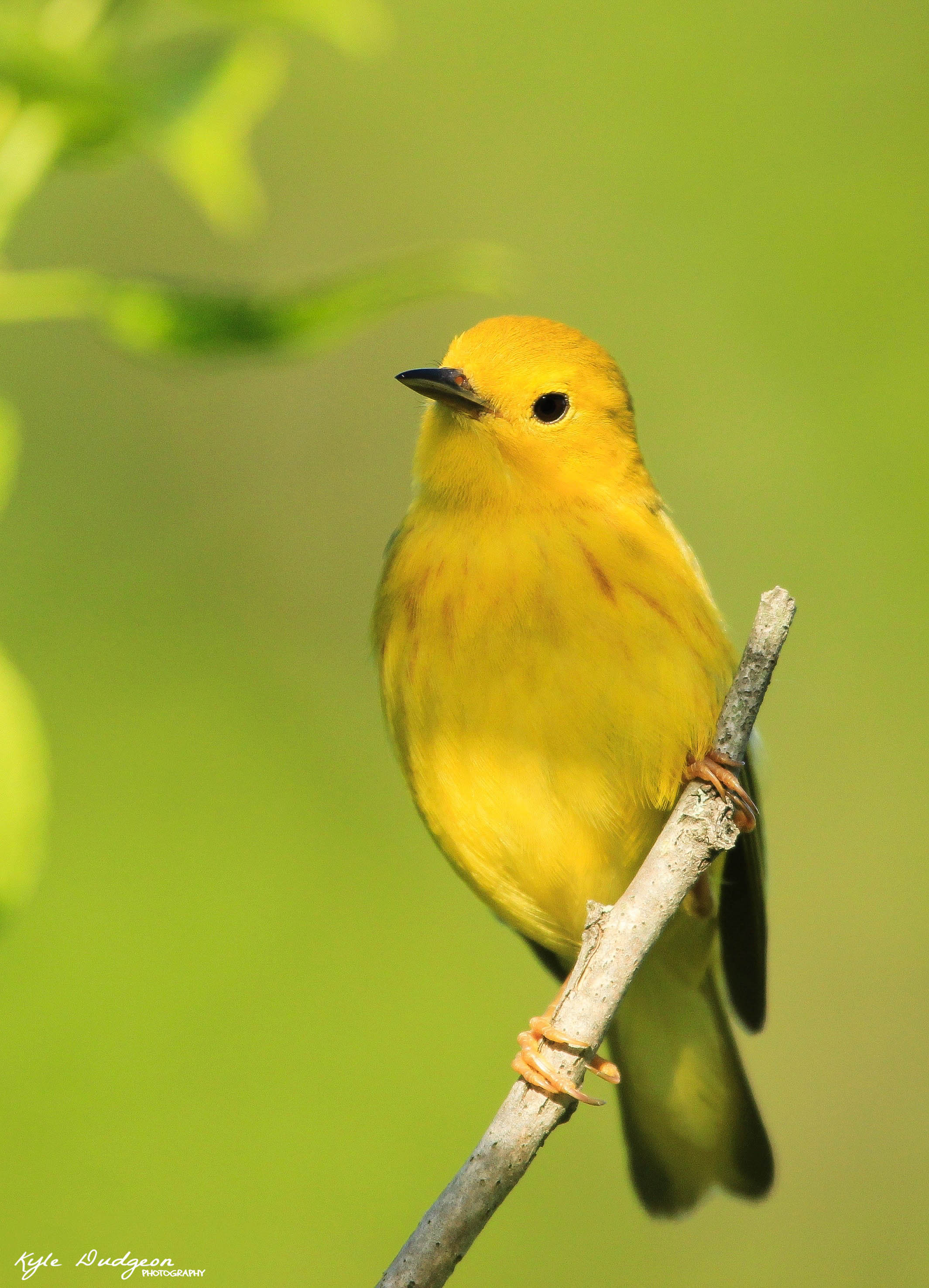 Yellow warbler in spring.