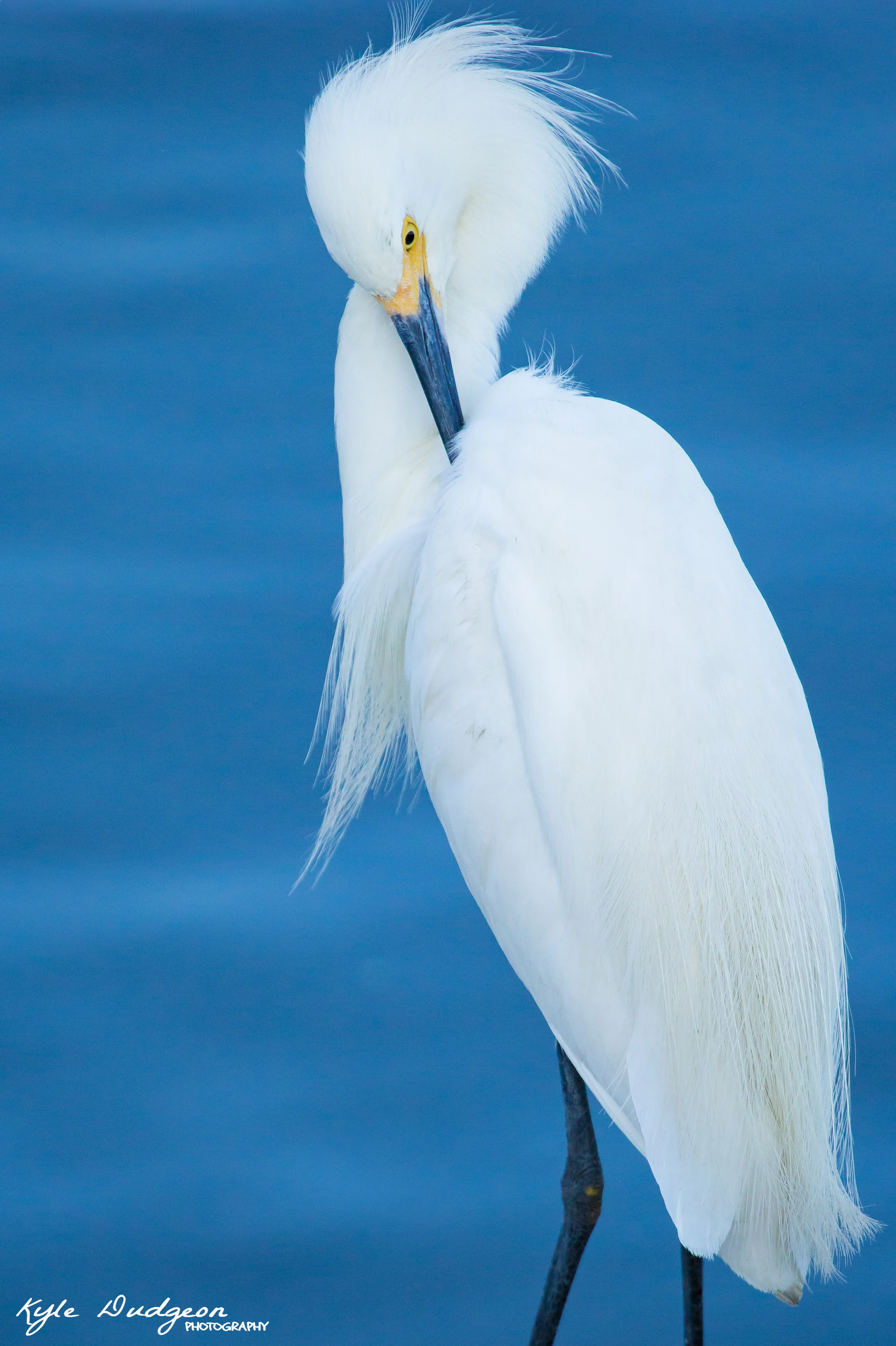 Snowy egret preening.