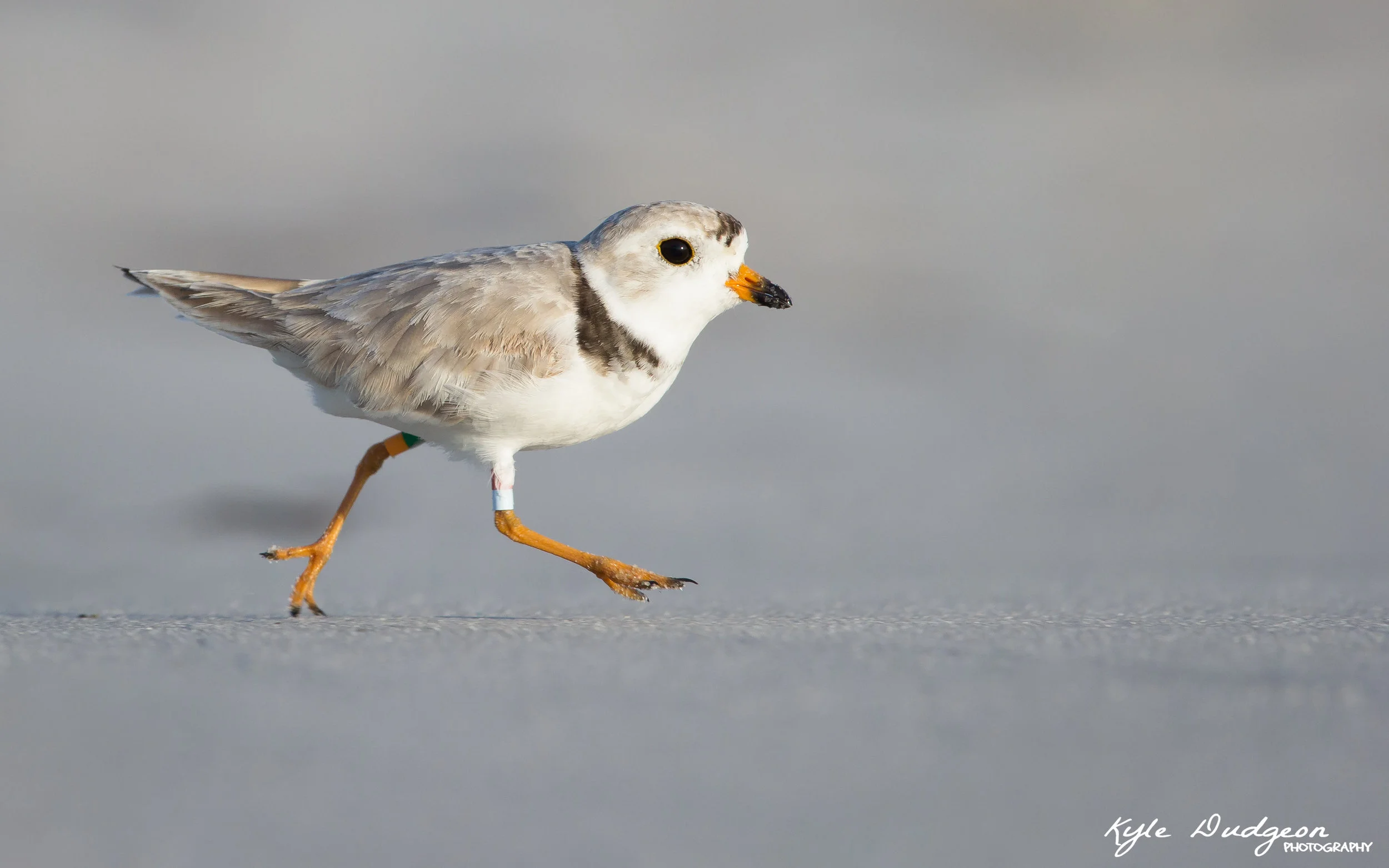 Smalls, one of the craziest piping plovers in all of New Jersey!