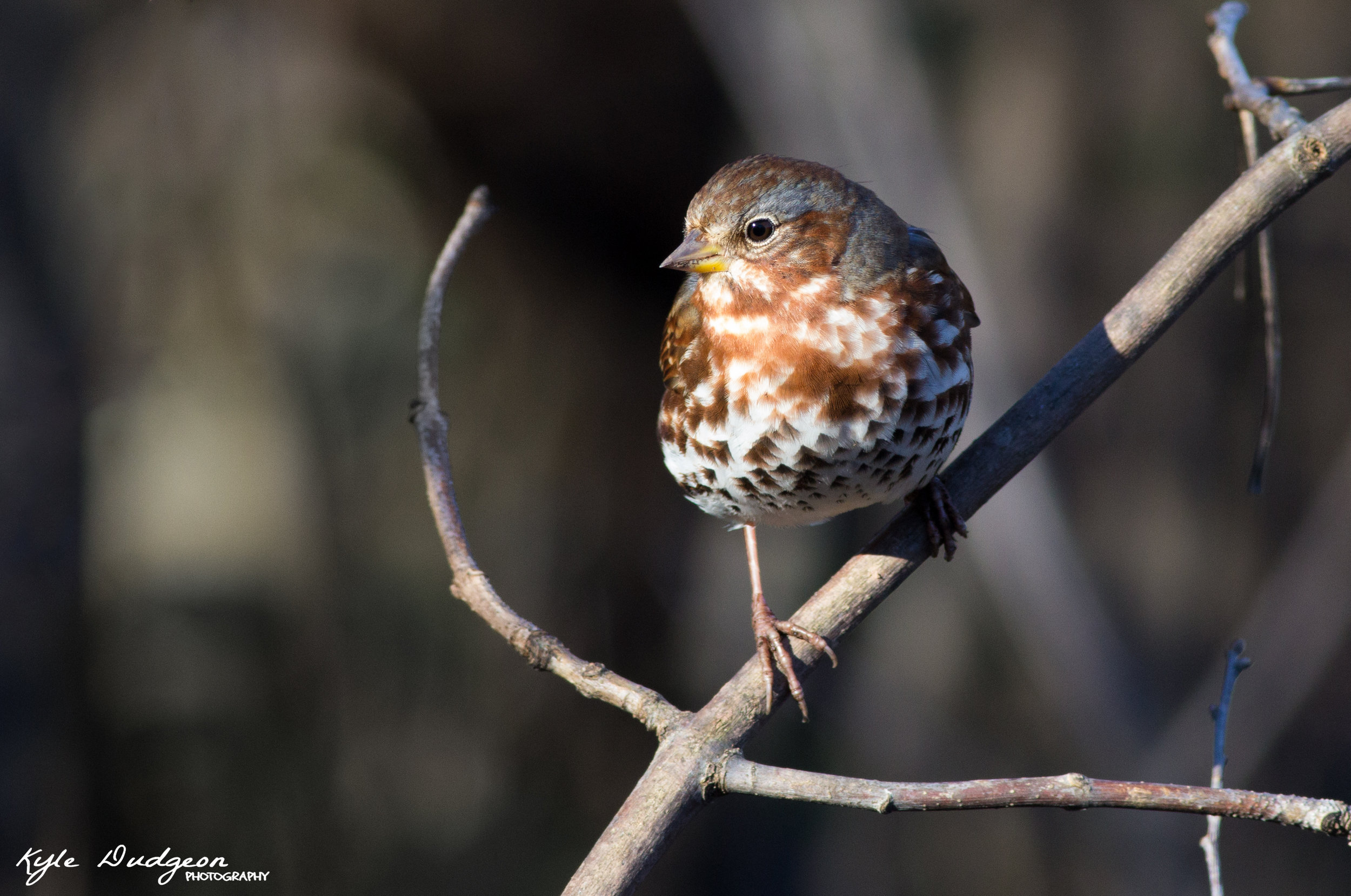 Fox sparrow in the open! 11/4/16.
