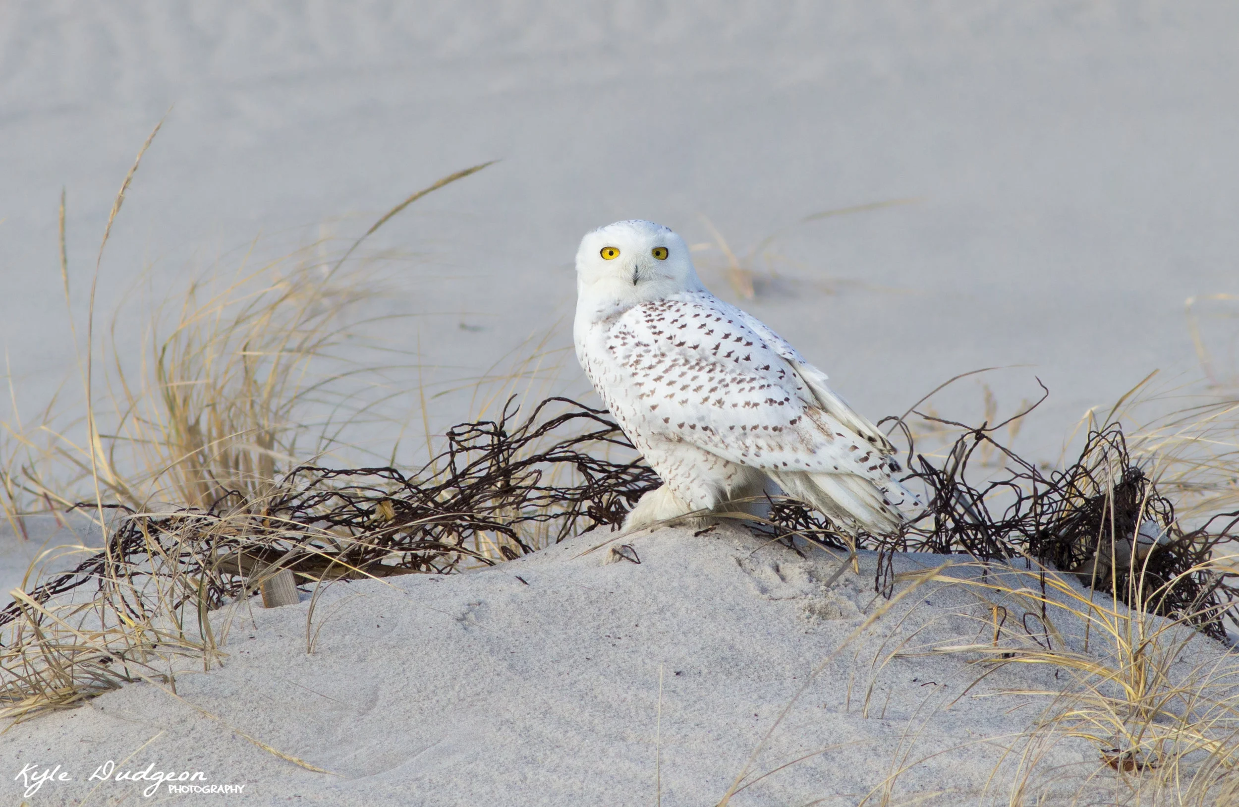 Sometimes capturing the bird in its surrounding environment is just as interesting as a close up portrait. In this case, this snowy owl was a bit distant, so rather than disturbing it by moving forward, I decided to take an image that would capture the surrounding environment as well as the bird. The background isn't perfectly solid, but dunes and grass complete the foreground with more of the same features. Most importantly, the bird is unobstructed.