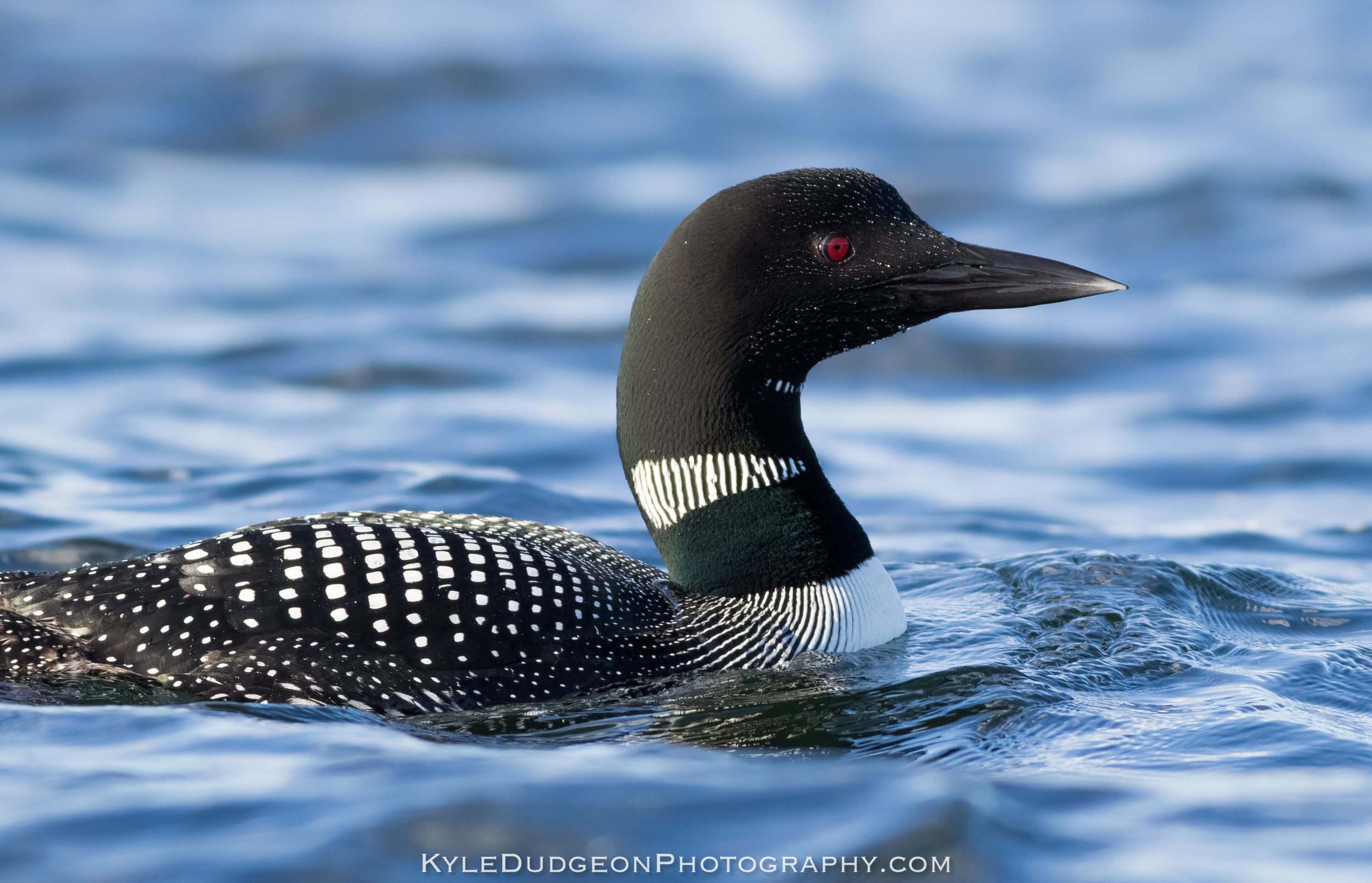 I love the water droplets on this bird's head 6/24/17.