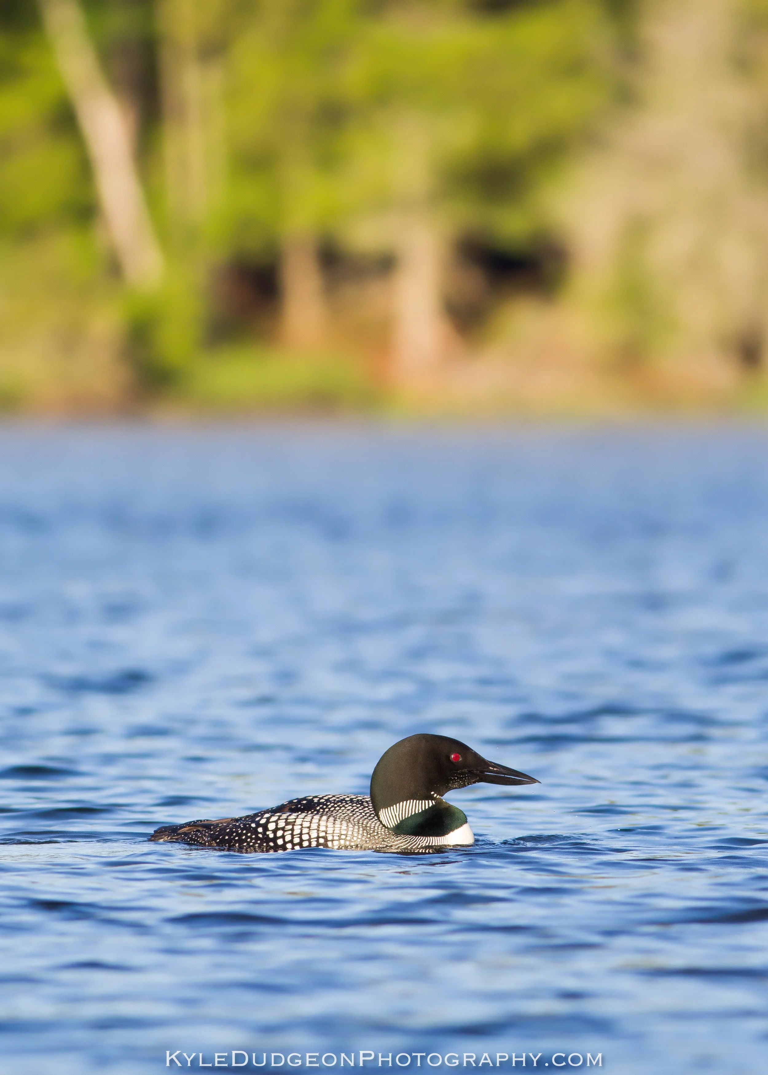 It was tough trying to capture the surroundings and the birds in the same frame. Between the rocking of the kayak and the difficulty of holding the camera up and down, only a few of these shots are sharp 6/25/17.