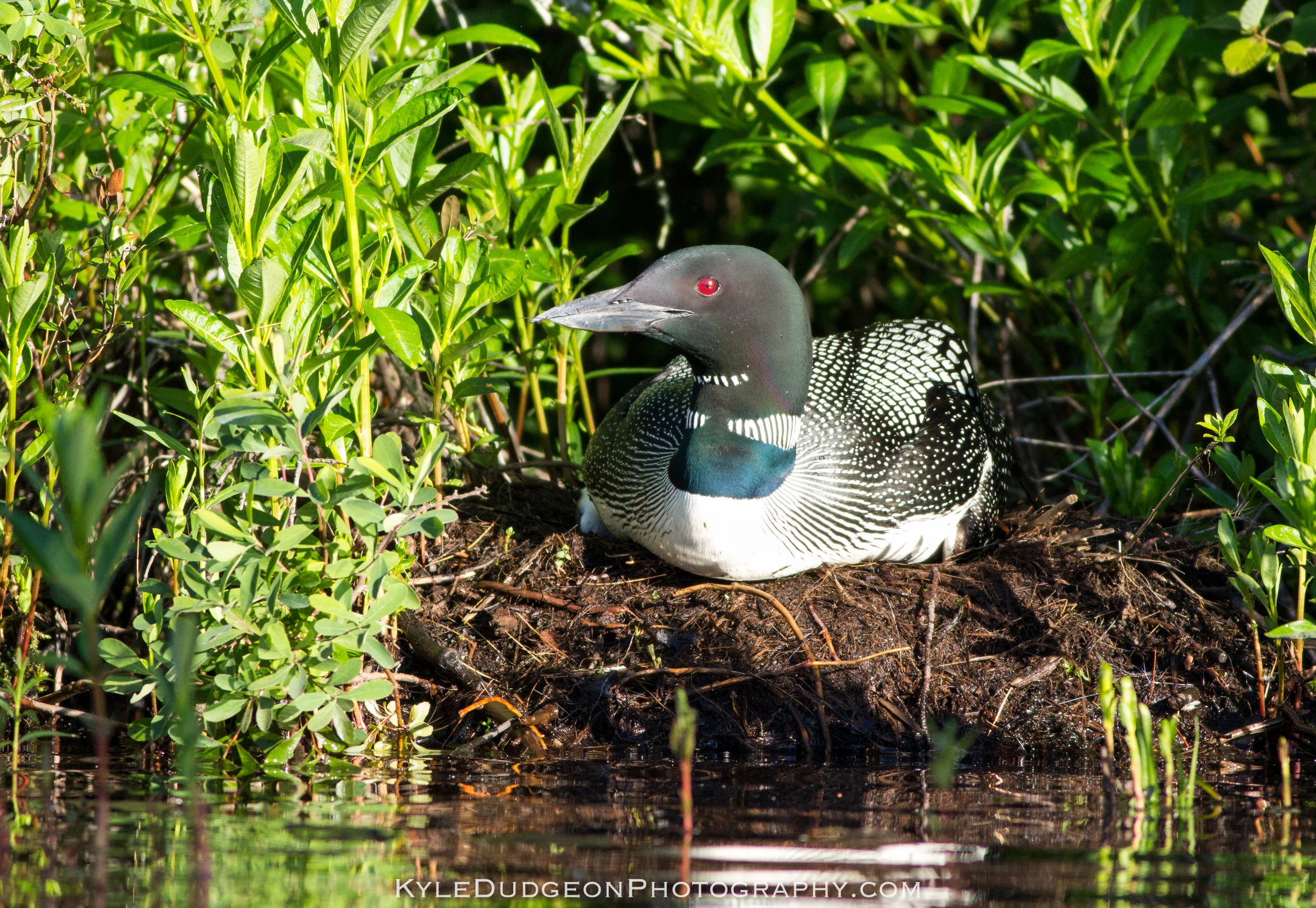 Common loon on the nest. Matt spotted the nest as we paddled by 6/25/17.