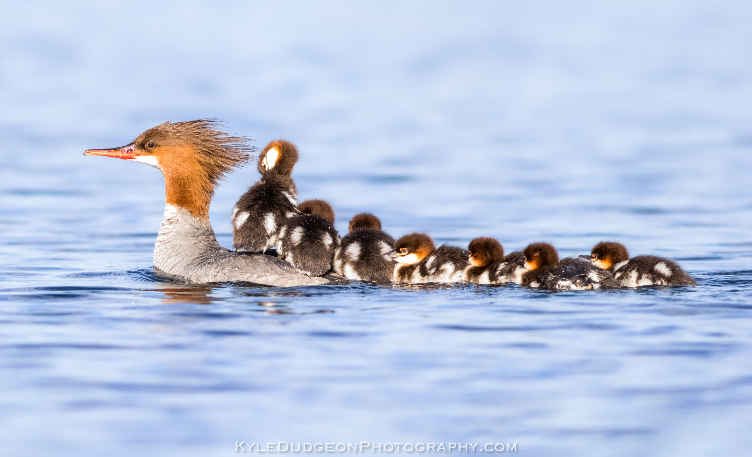 8 common merganser chicks on their mother's back!! 6/25/17.