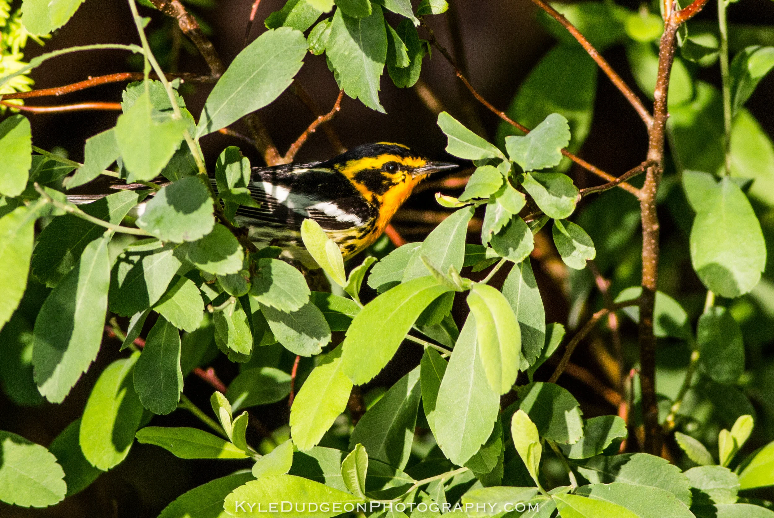This bird worked its way from the tree tops to this shrub only a couple feet off of the water. Blackburnian warbler shot from the kayak 6/25/17.