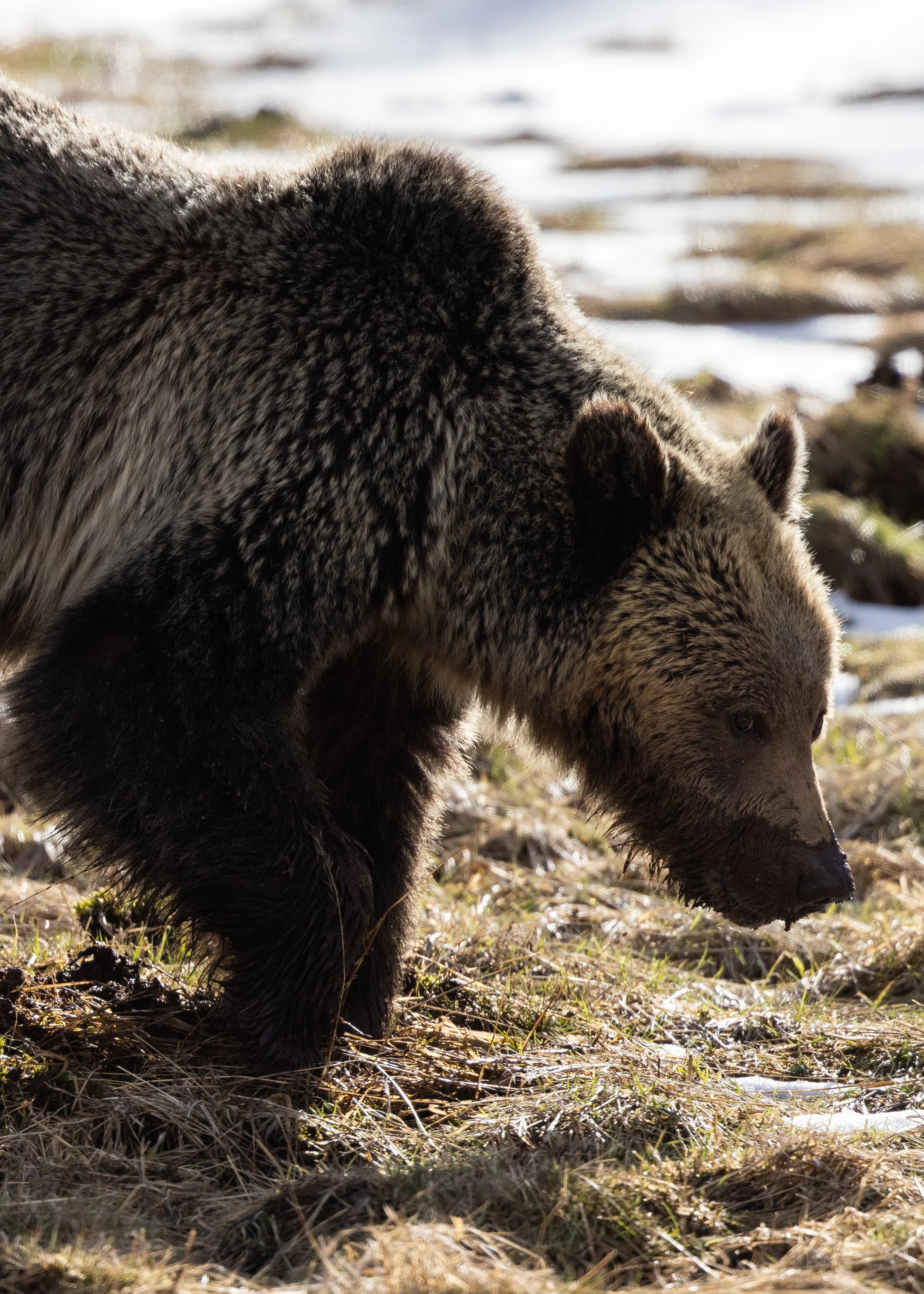 Grizzly Bear