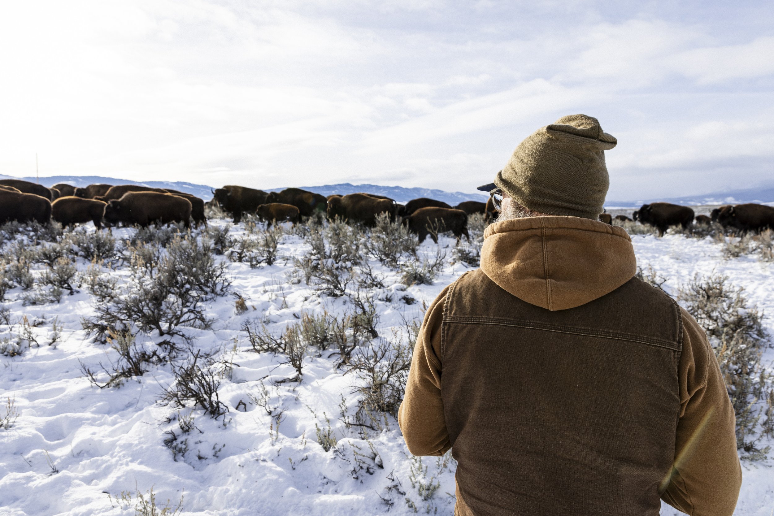 With each order of meat, customers of North Bridger Bison receive a photograph of the herd on the morning of the field-harvest.   © Kyle Dudgeon Creative 