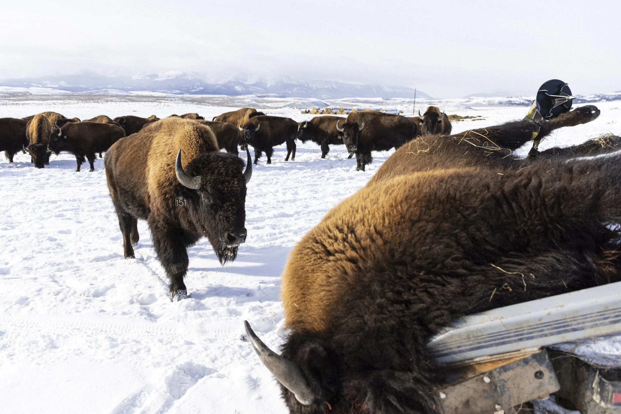  “151” investigates the harvested bull.   © Kyle Dudgeon Creative 