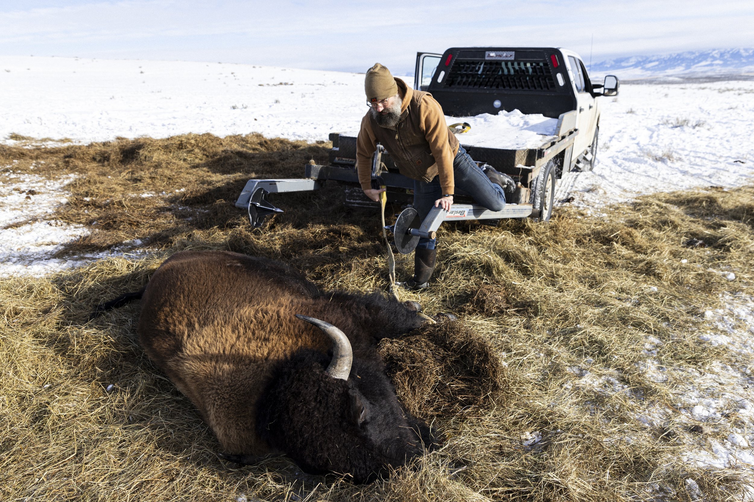  Several minutes elapse between the time an animal is killed to when Matt is able to put hands on it, largely due to the social nature of his bison herd and their willingness to investigate the fallen animal.  © Kyle Dudgeon Creative 