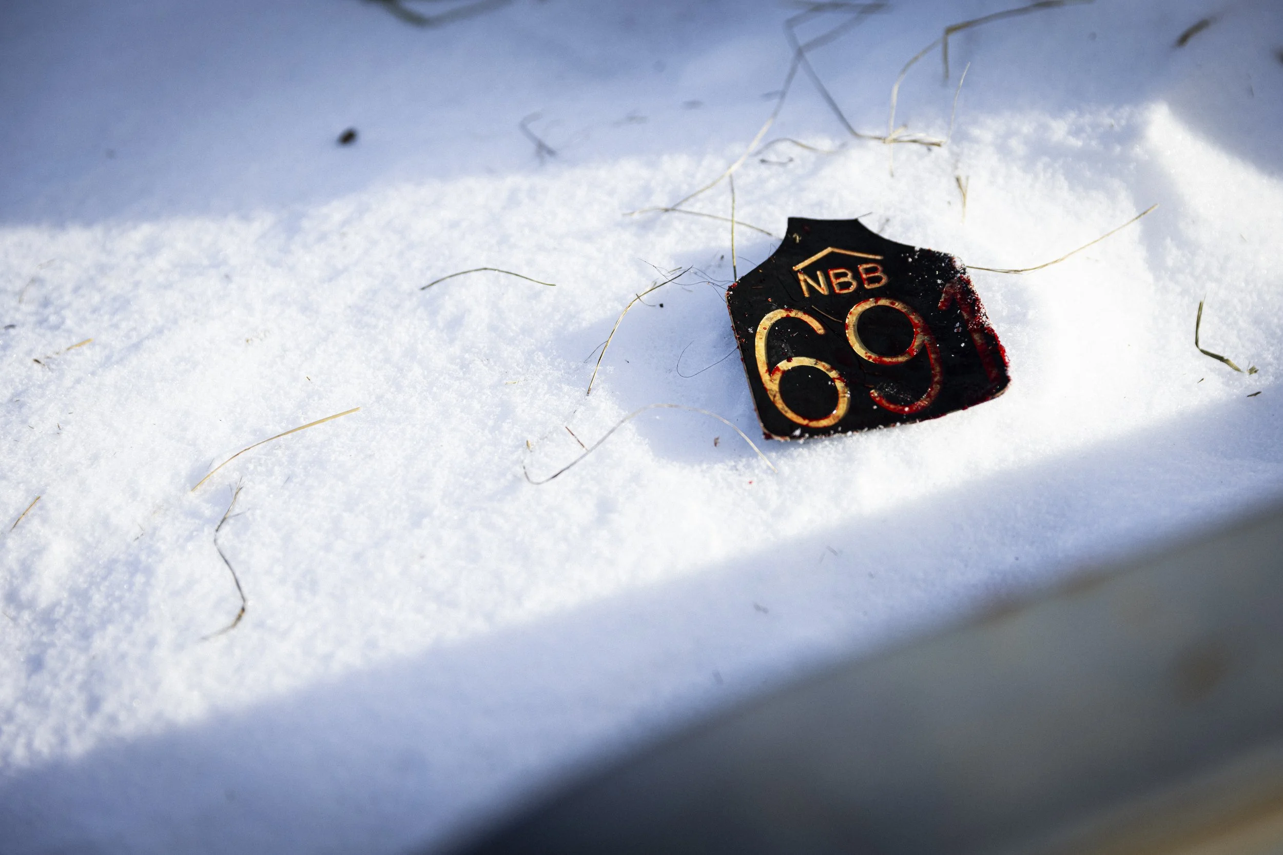  The ear tag of harvested bull, “691.”  © Kyle Dudgeon Creative 